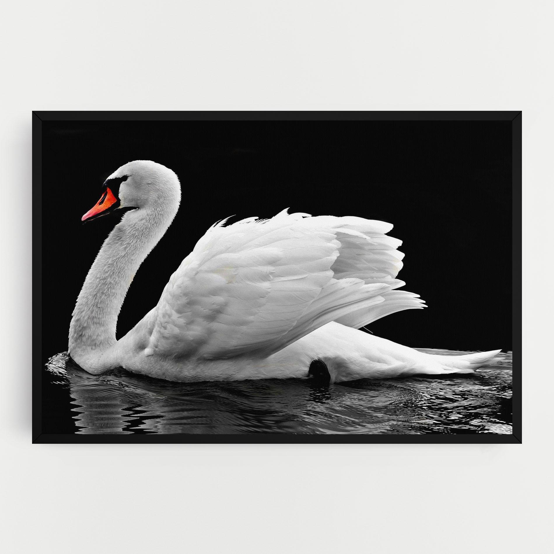Obraz na Płótnie Black And White Swan mockup 0