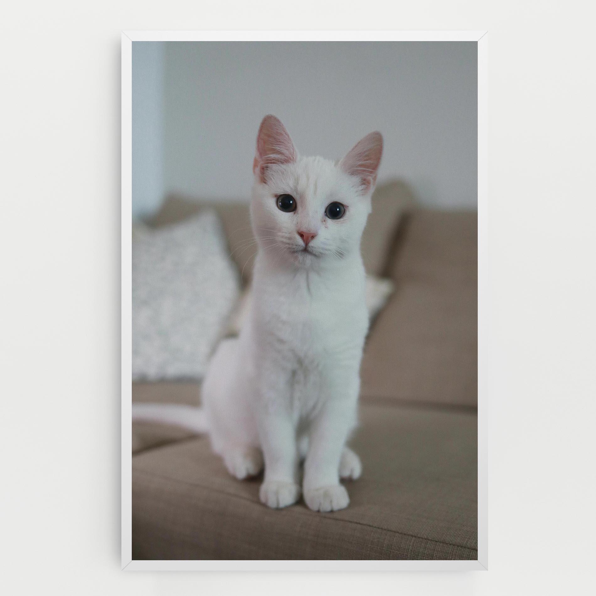 Obraz na Płótnie Beautiful White Cat mockup 0