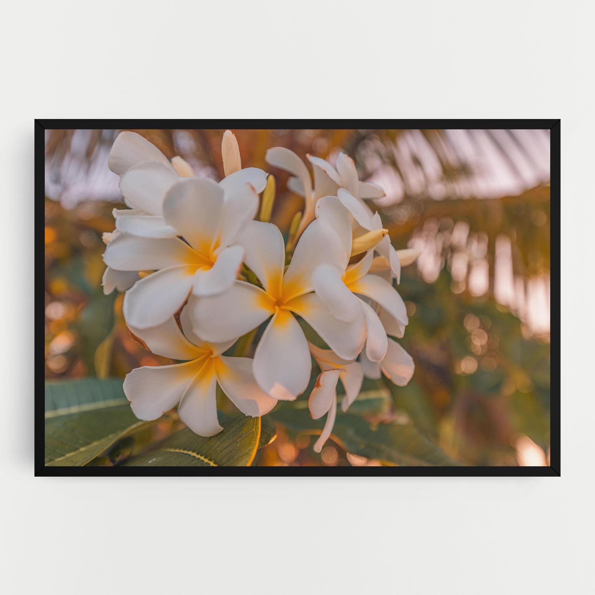 Obraz na Płótnie White Plumeria mockup 0