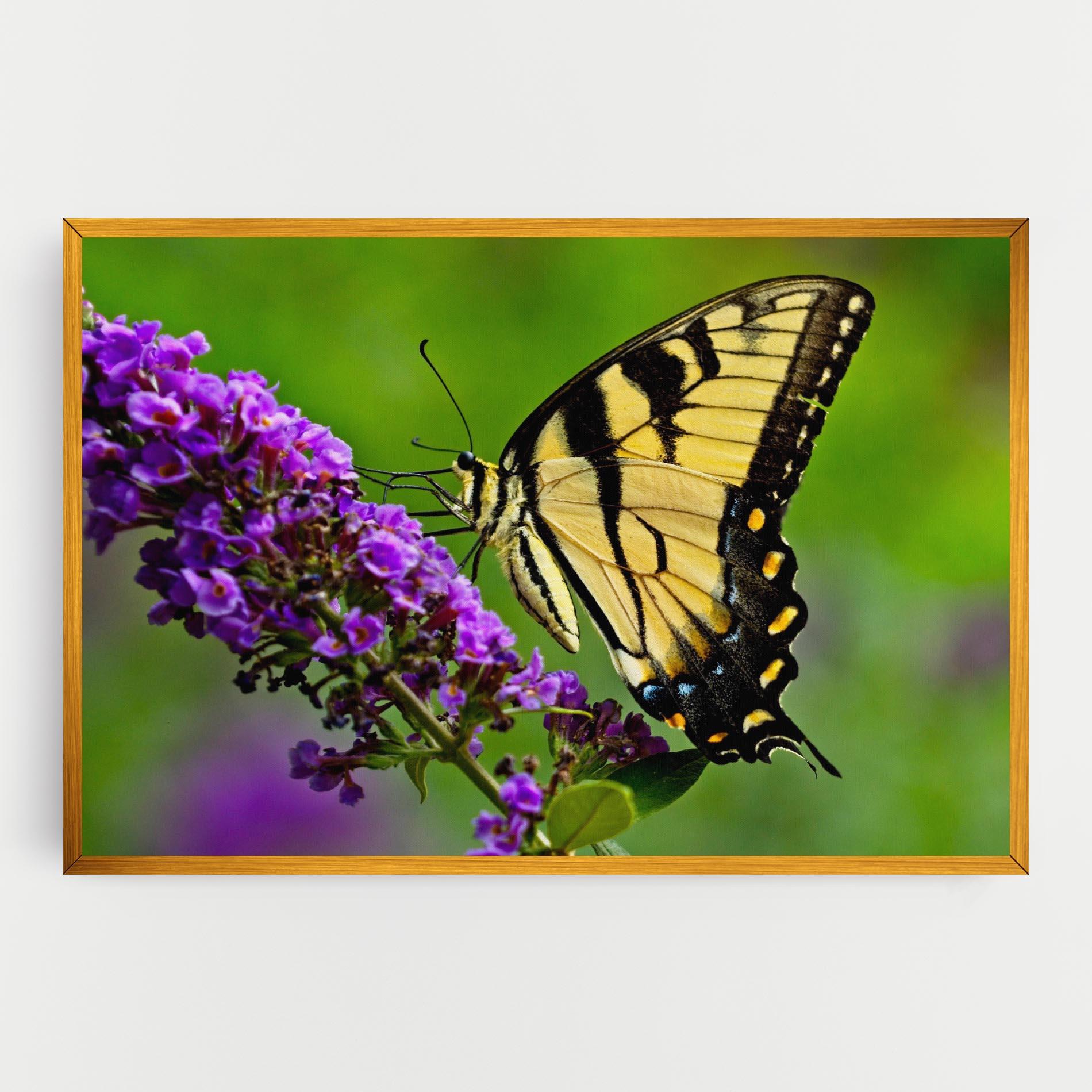 Obraz na Płótnie Cream Wild Butterfly mockup 0