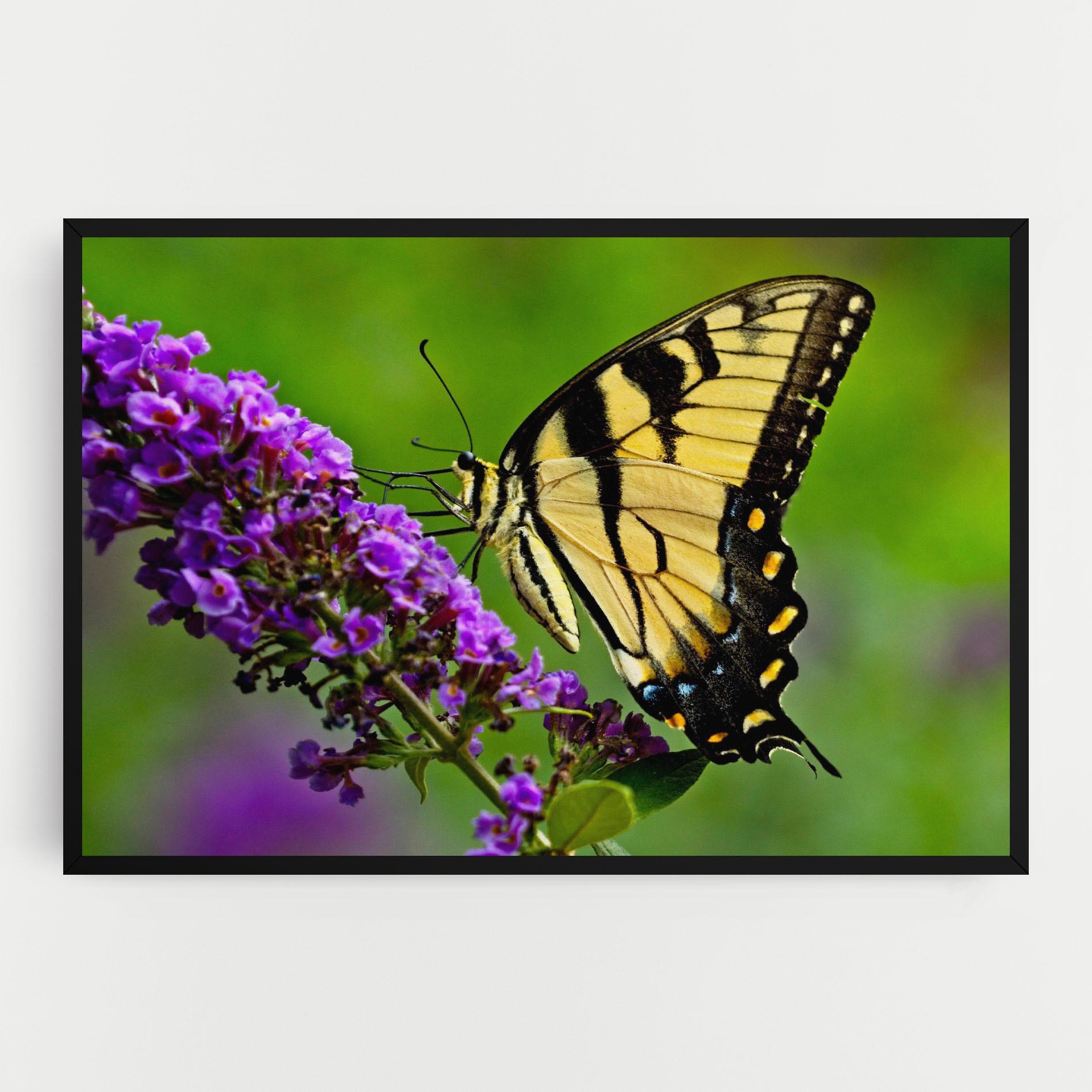 Obraz na Płótnie Cream Wild Butterfly mockup 0