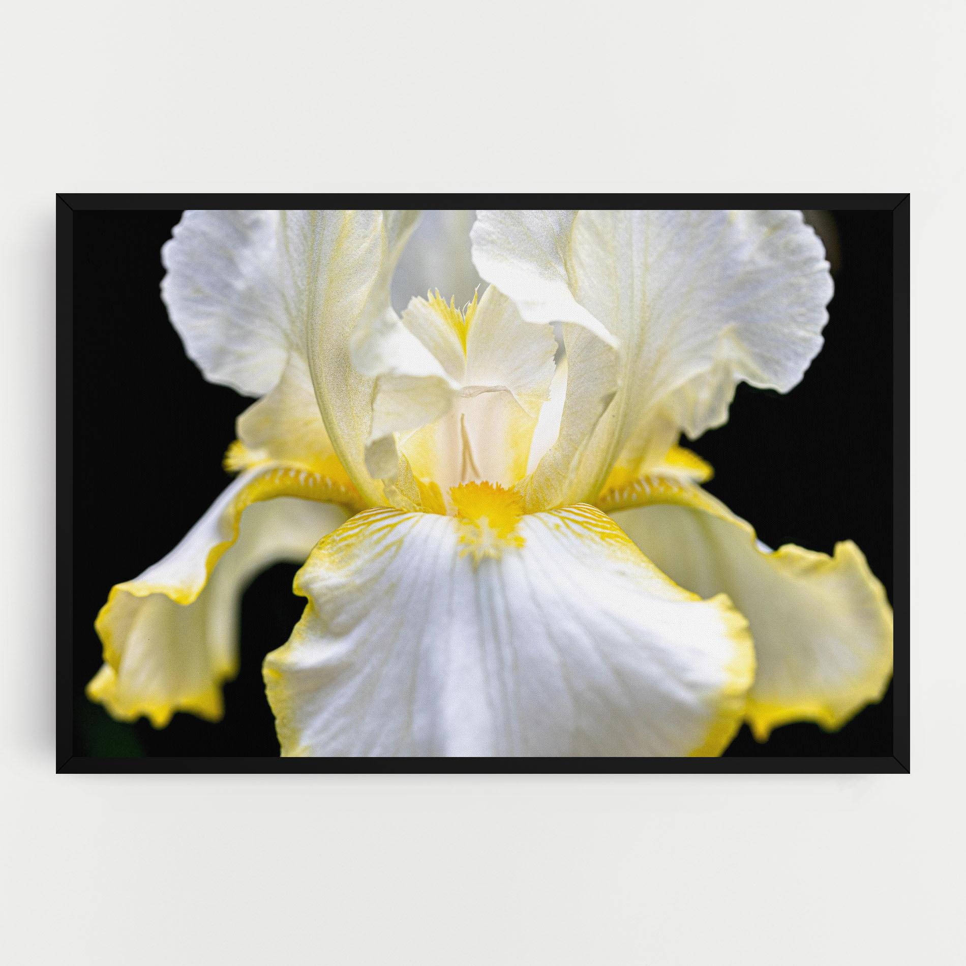 Obraz na Płótnie White Yellow Iris mockup 0