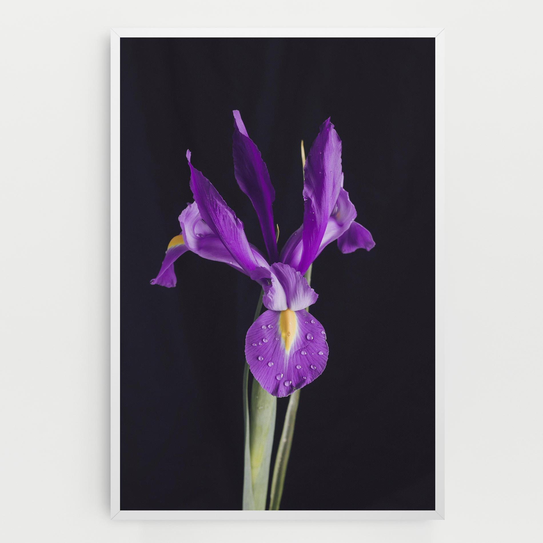 Obraz na Płótnie Fresh Purple Iris mockup 0