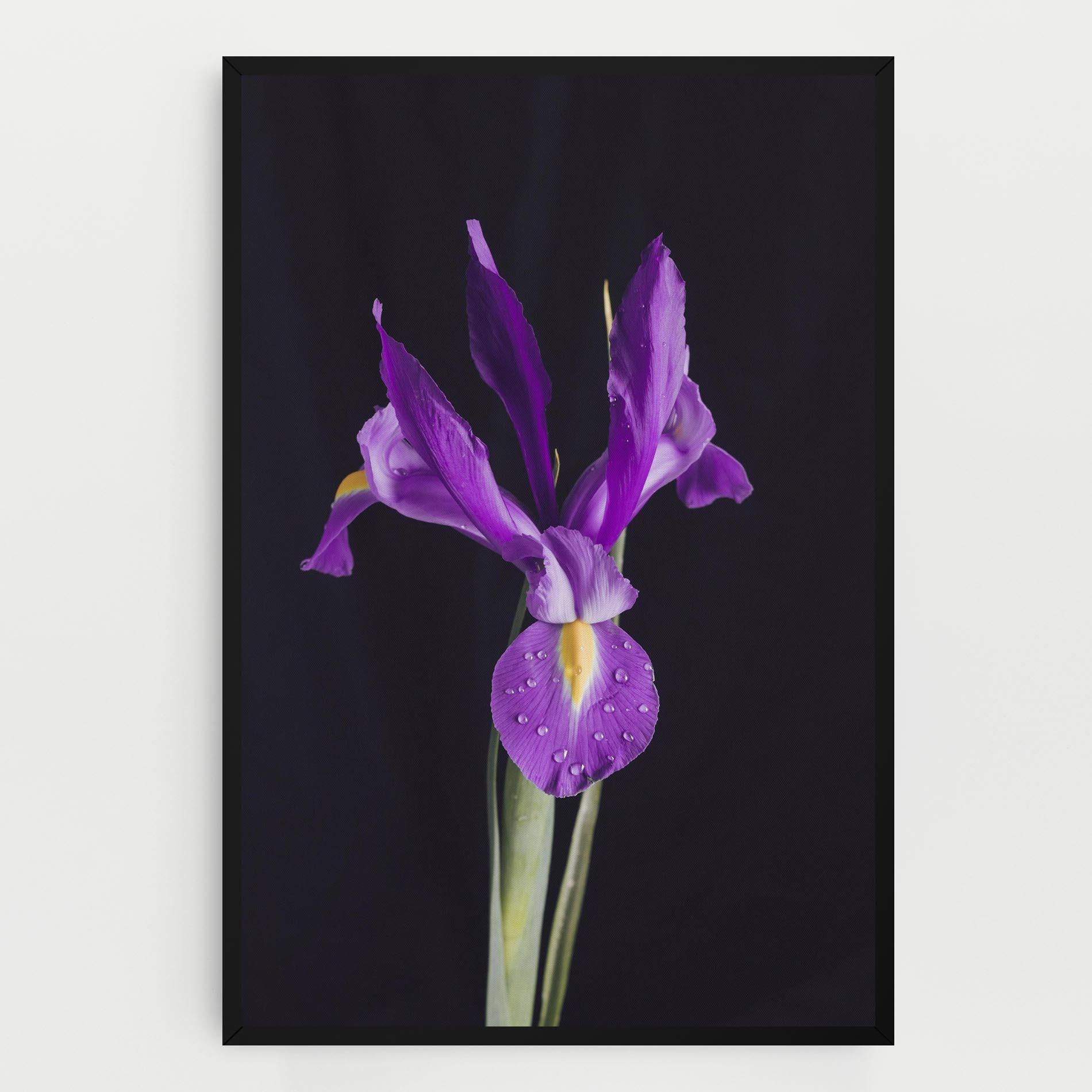 Obraz na Płótnie Fresh Purple Iris mockup 0