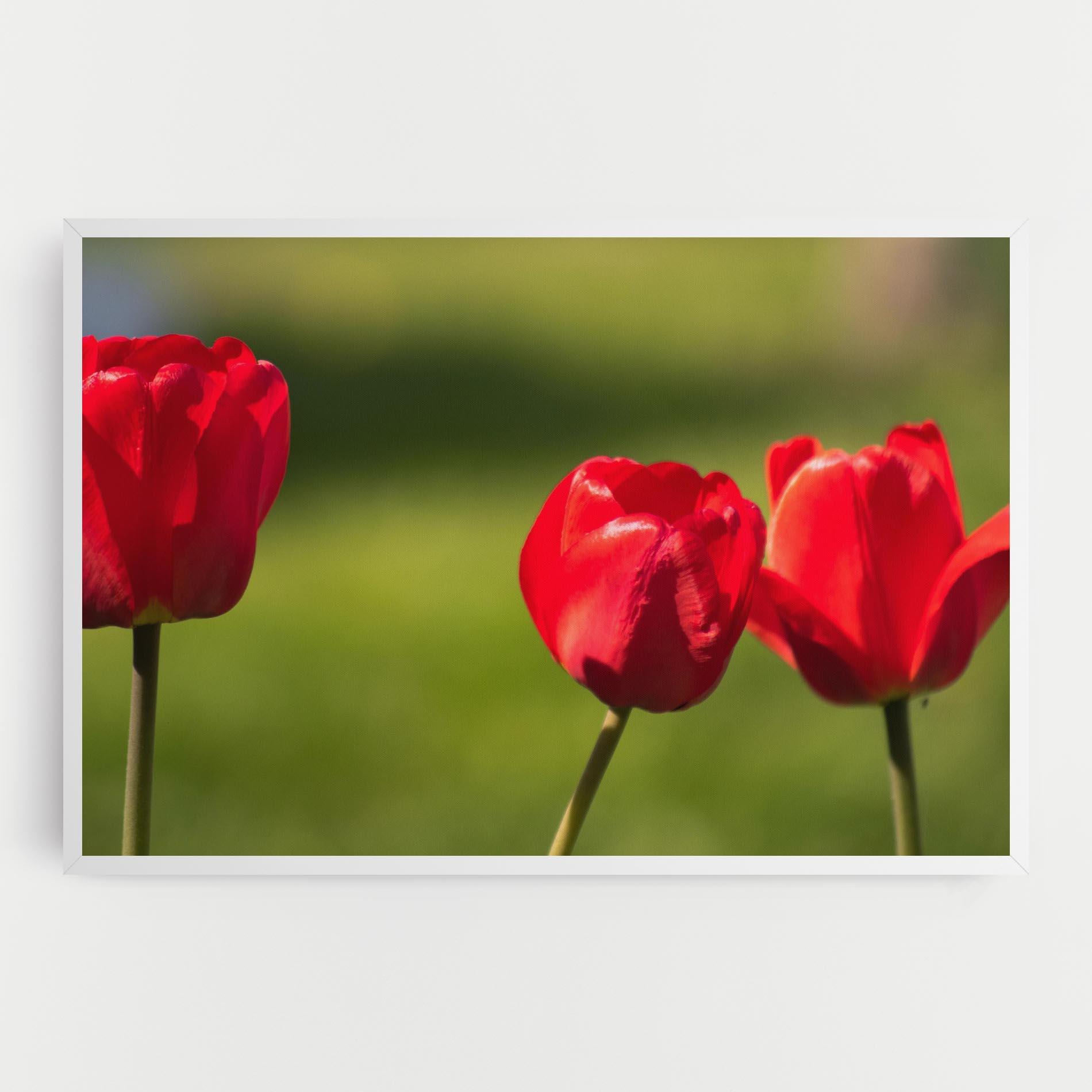 Obraz na Płótnie 3 Red Tulips mockup 0