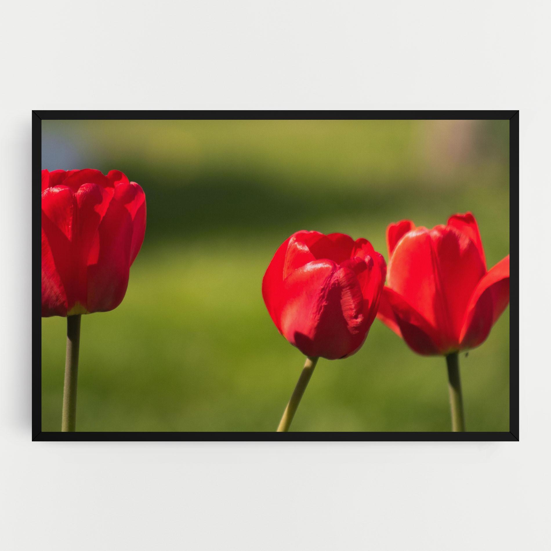 Obraz na Płótnie 3 Red Tulips mockup 0