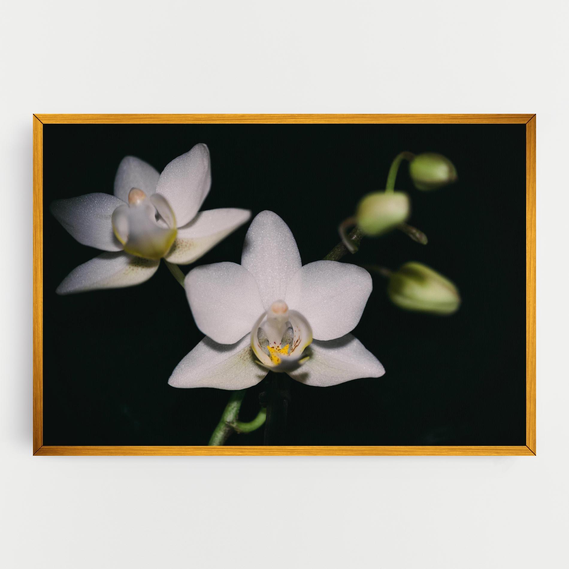 Obraz na Płótnie Orchids On Black mockup 0