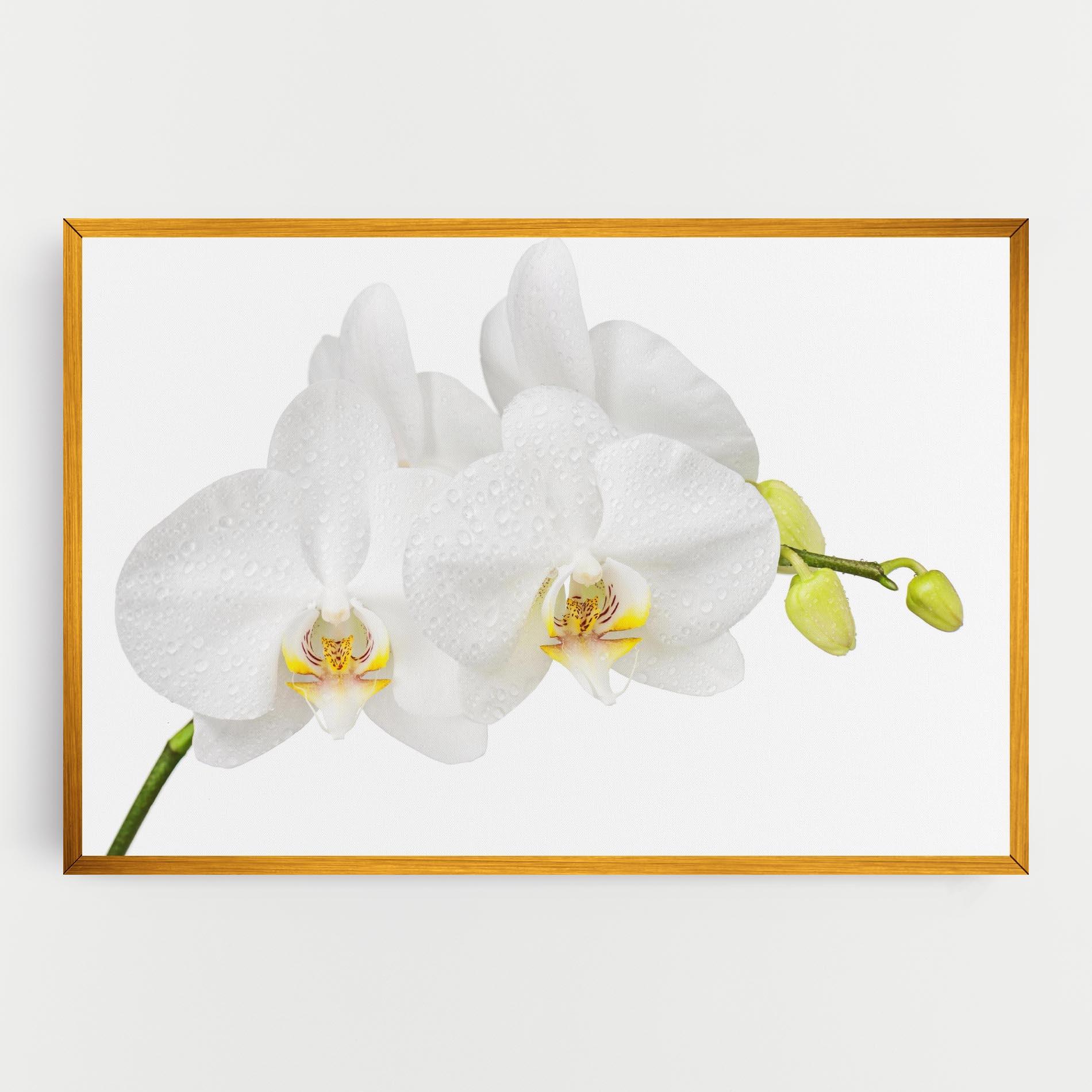 Obraz na Płótnie Orchids On White mockup 0