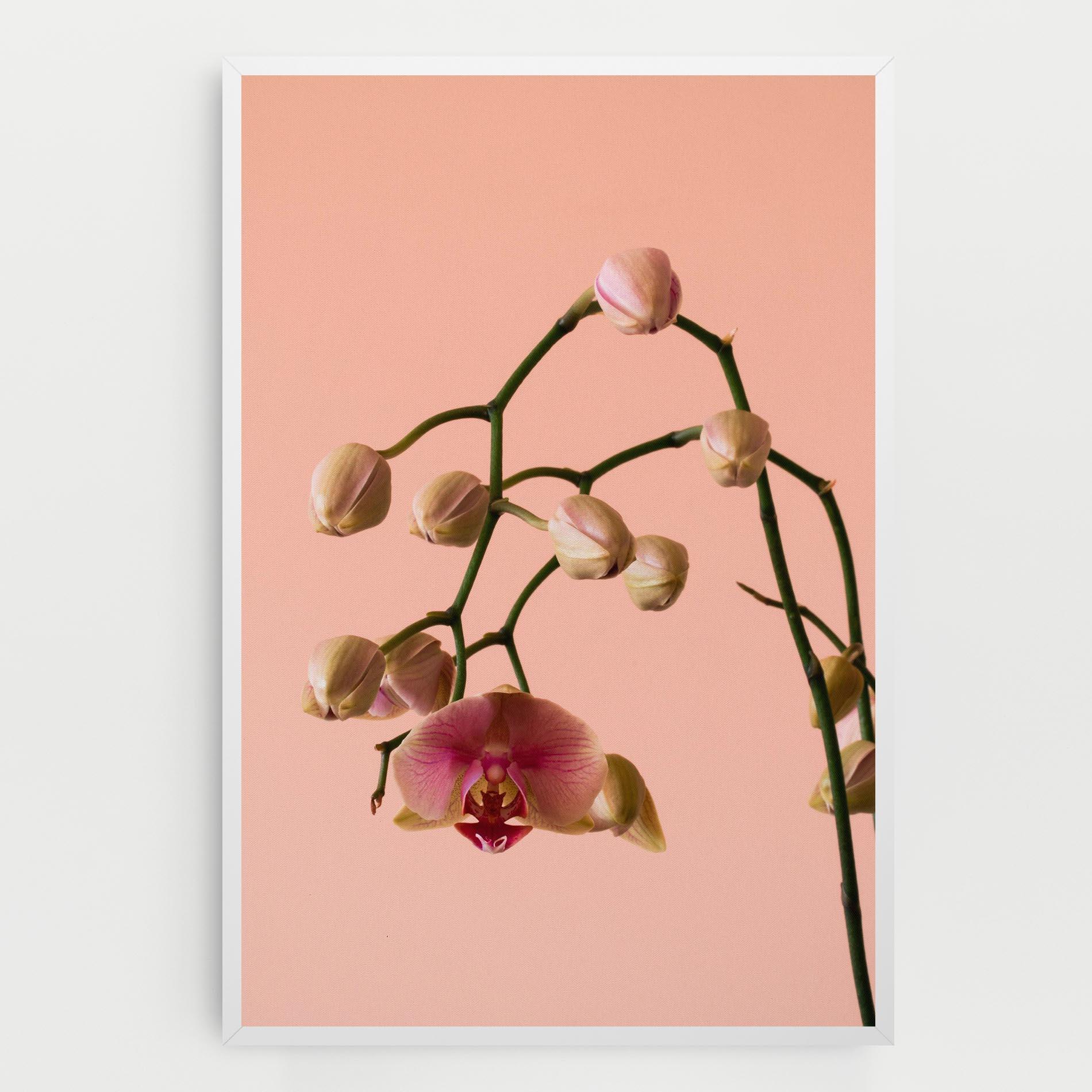 Obraz na Płótnie Orchids On Pink mockup 0