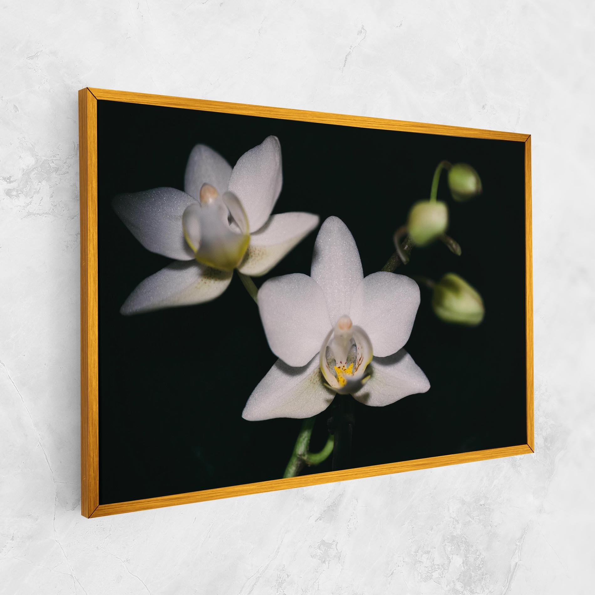 Obraz na Płótnie Orchids On Black mockup 1