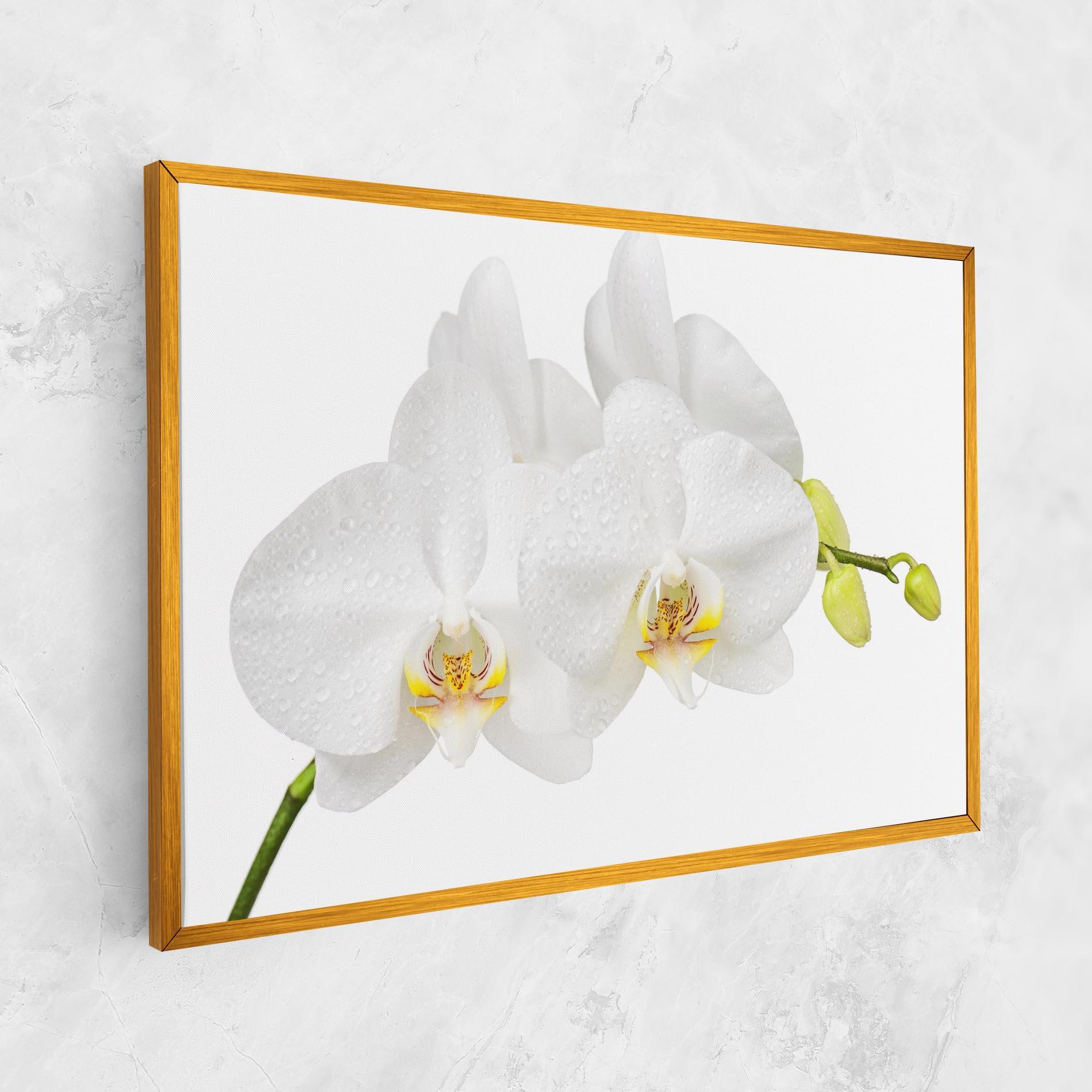 Obraz na Płótnie Orchids On White mockup 1