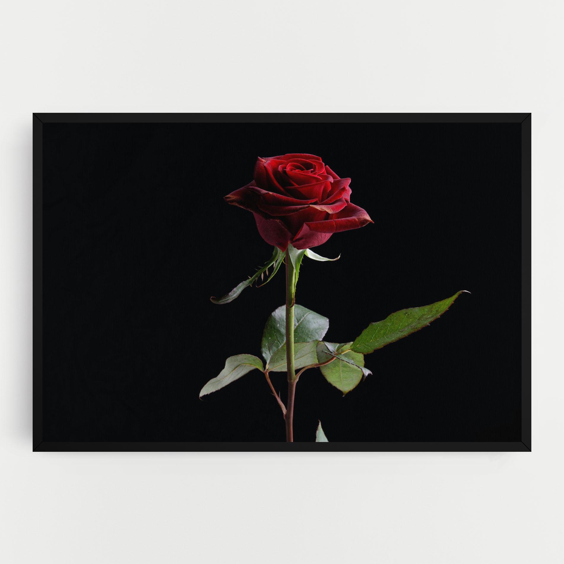 Obraz na Płótnie Beautiful Red Rose mockup 0