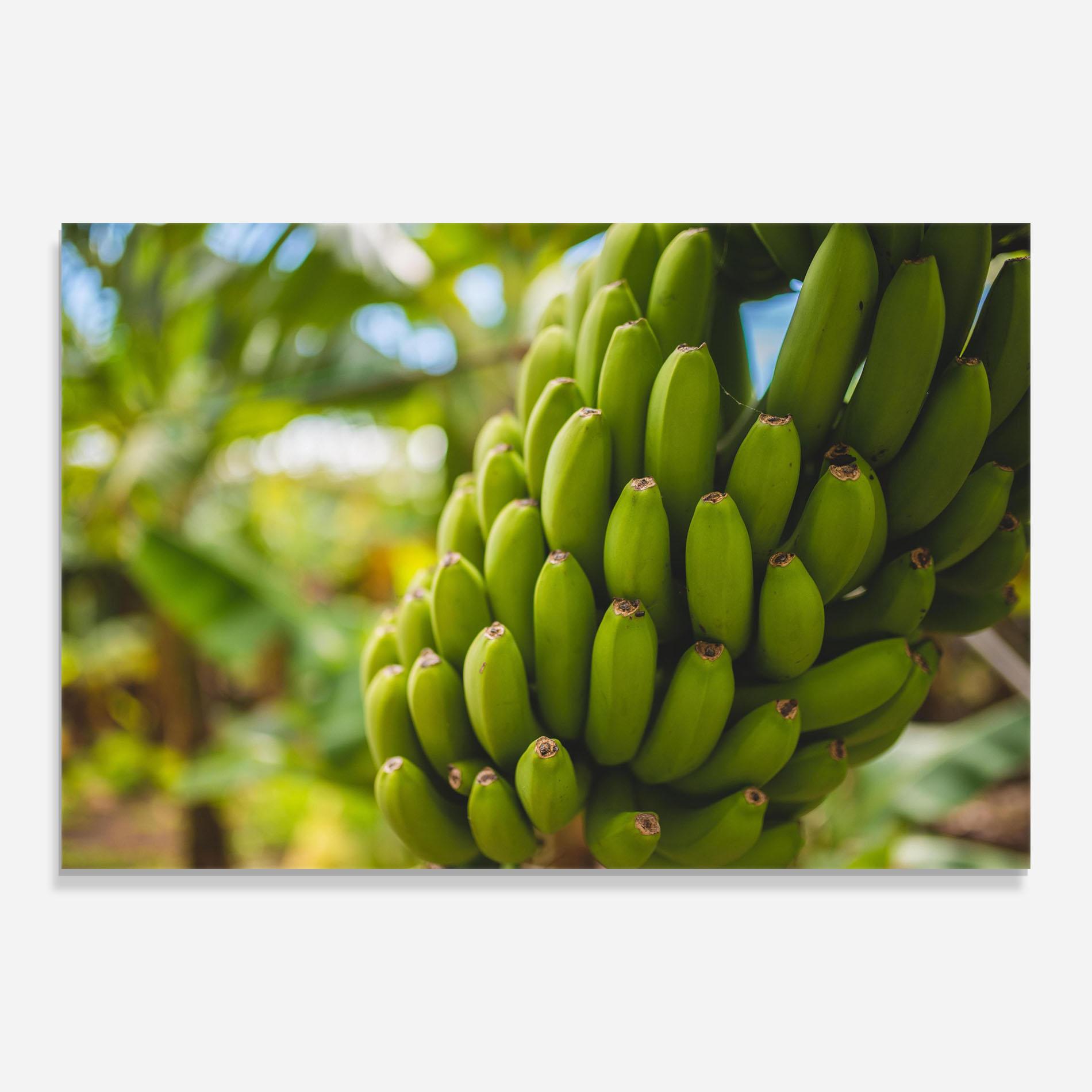 Obraz na Szkle Green Banana mockup 0