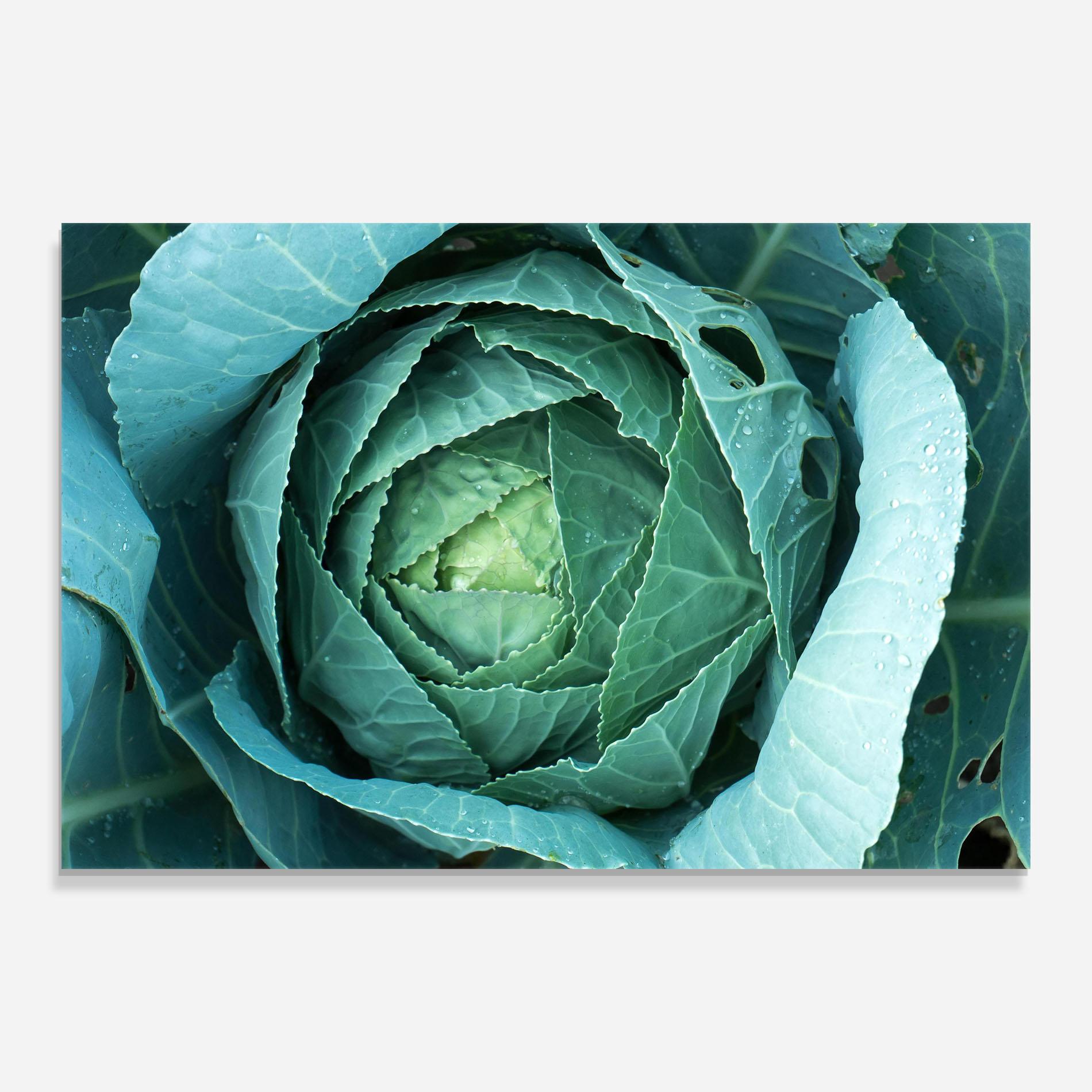 Obraz na Szkle Blue Lettuce mockup 0