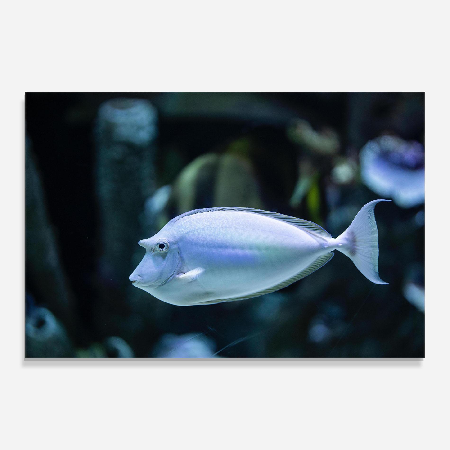 Obraz na Szkle Funny Face Fish mockup 0