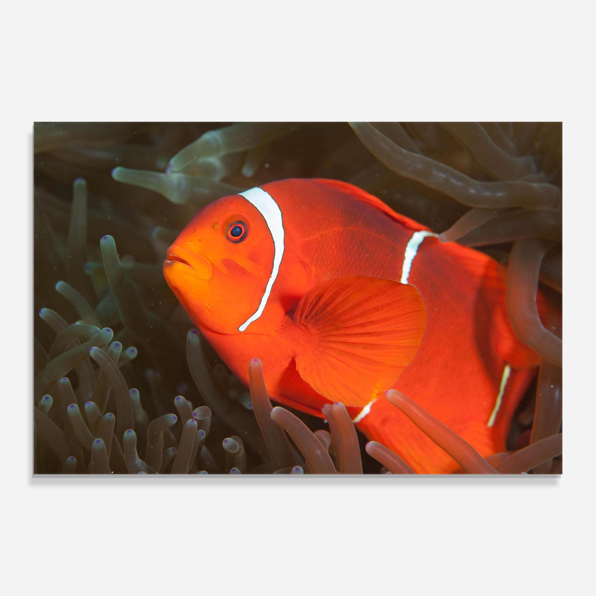 Obraz na Szkle Nemo Clownfish mockup 0