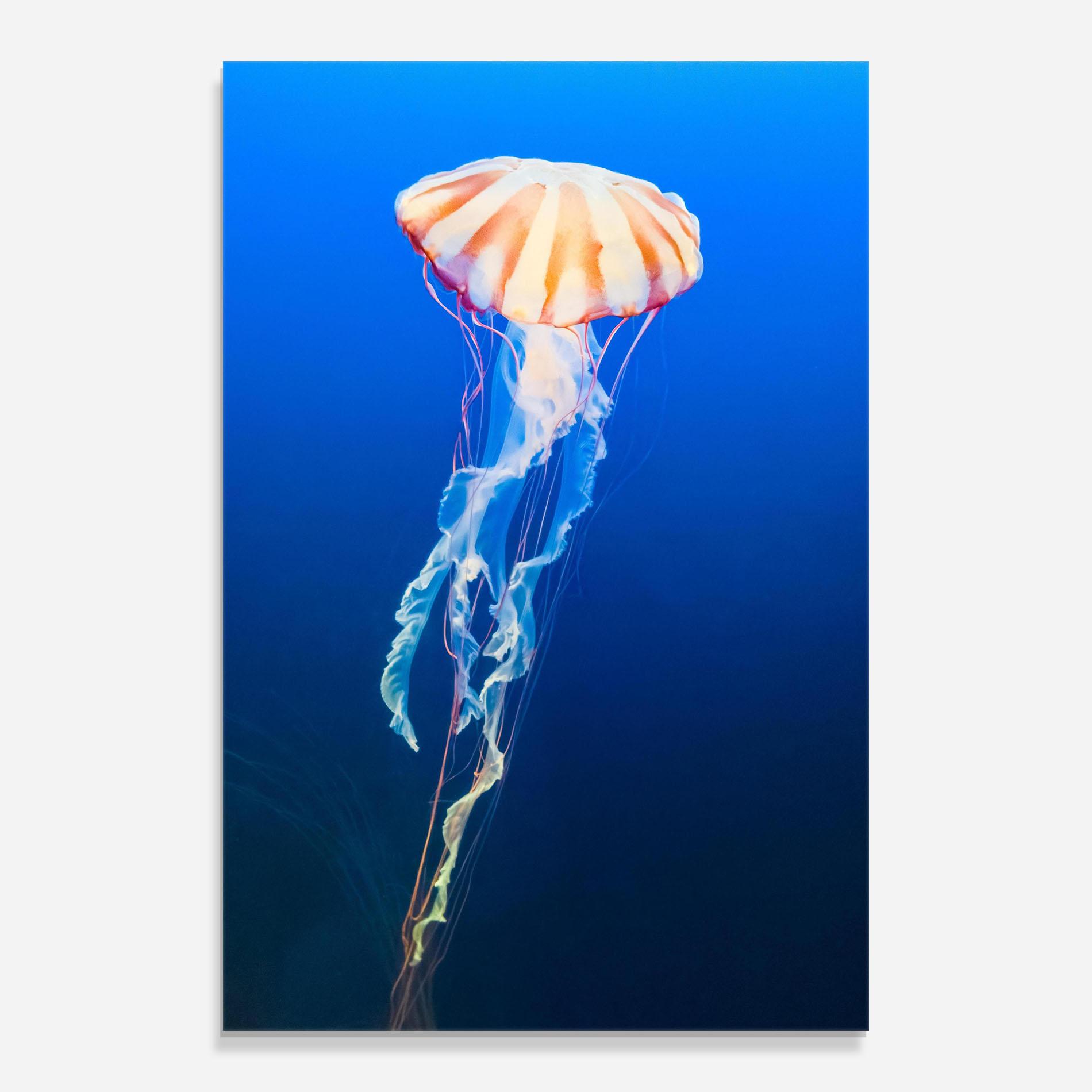 Obraz na Szkle Cream Jellyfish mockup 0
