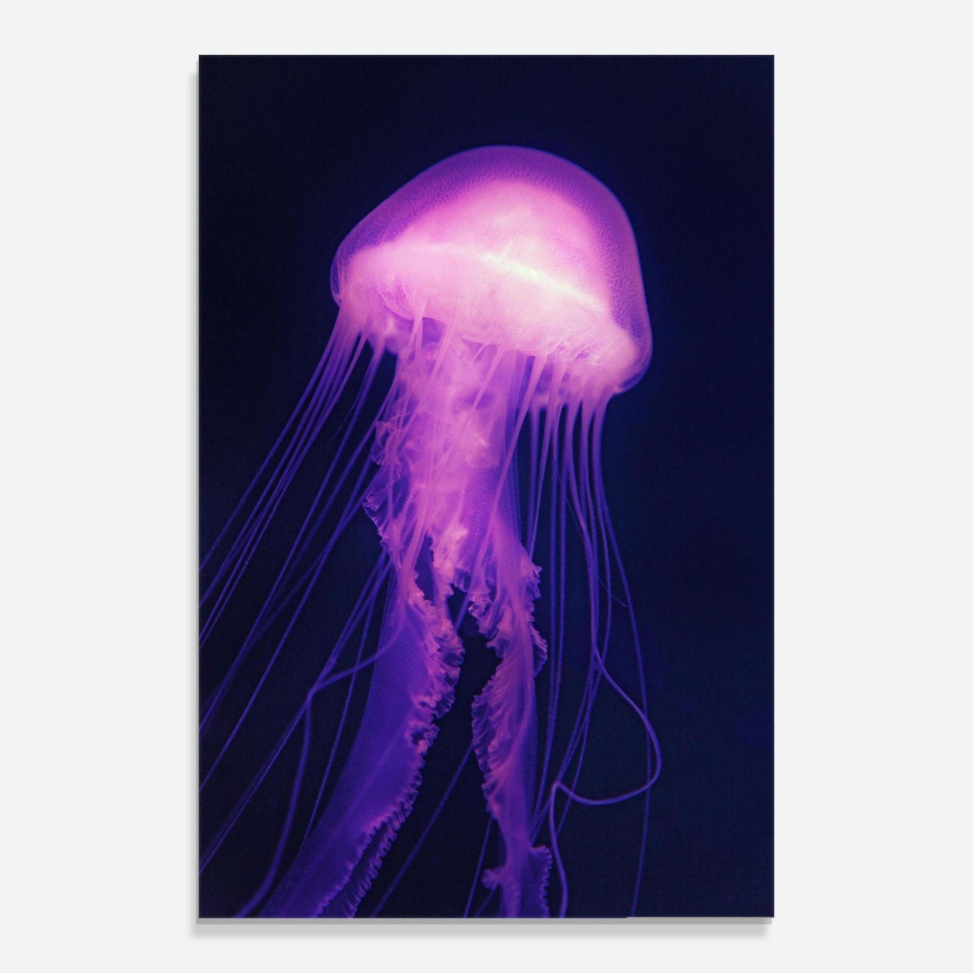 Obraz na Szkle Light Purple Jellyfish mockup 0