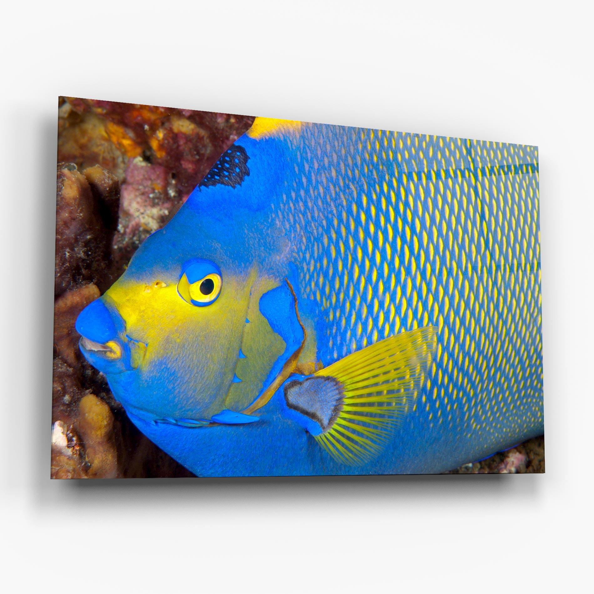 Obraz na Szkle Blue Yellow Fish mockup 6