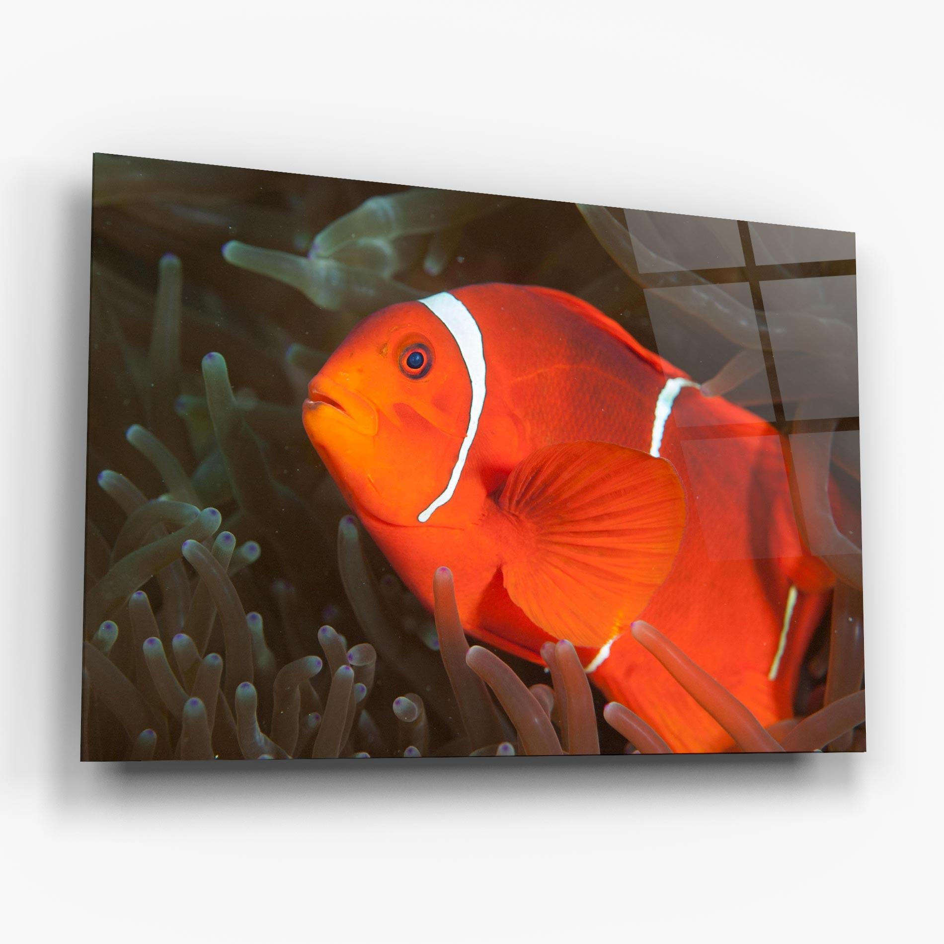 Obraz na Szkle Nemo Clownfish mockup 6