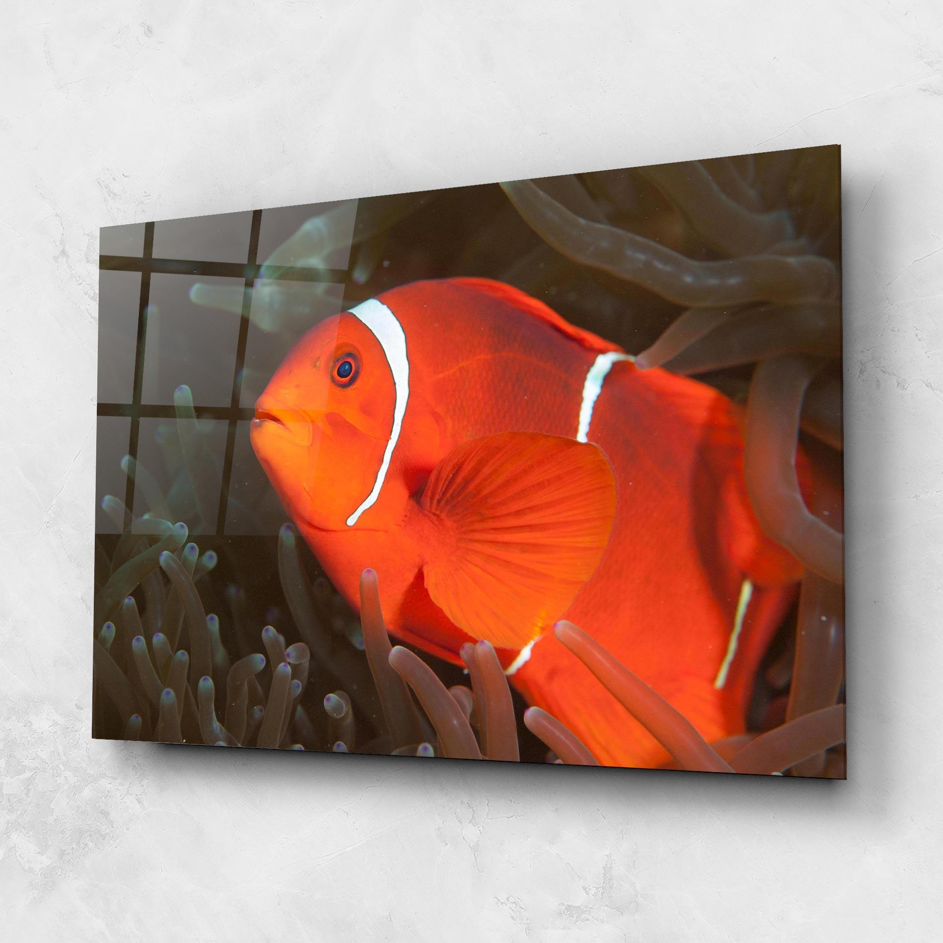 Obraz na Szkle Nemo Clownfish mockup 1
