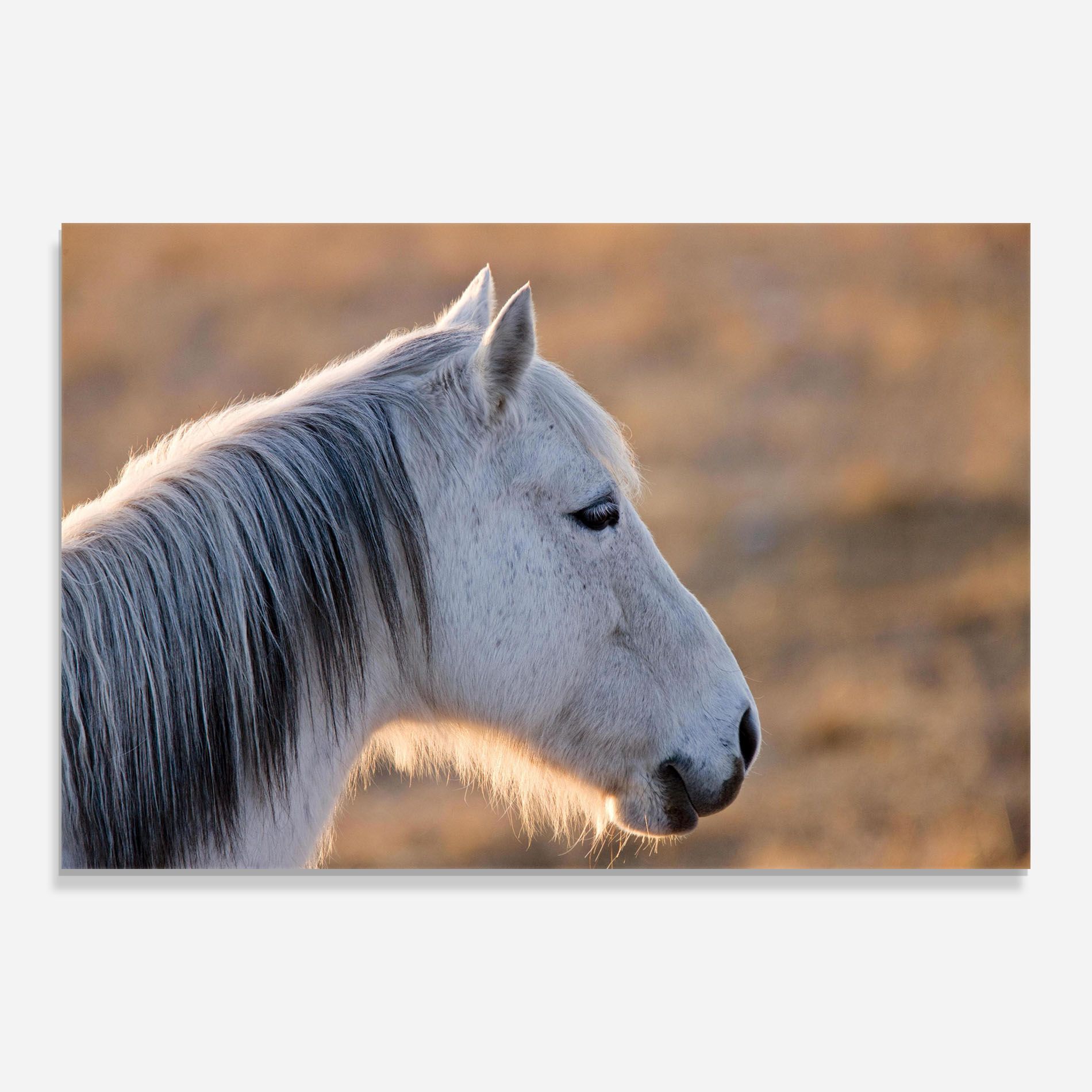 Light Gray Horse Looking mockup 0