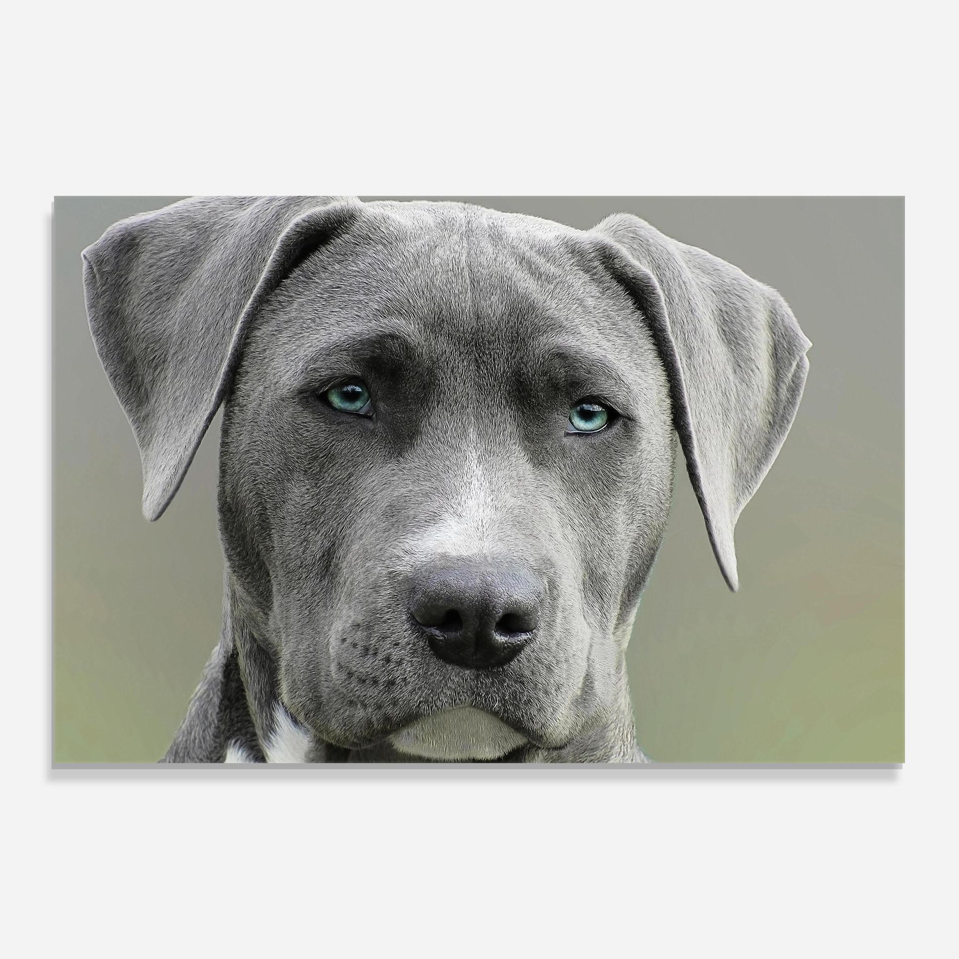Obraz na Szkle Blue Eyes Dog mockup 0