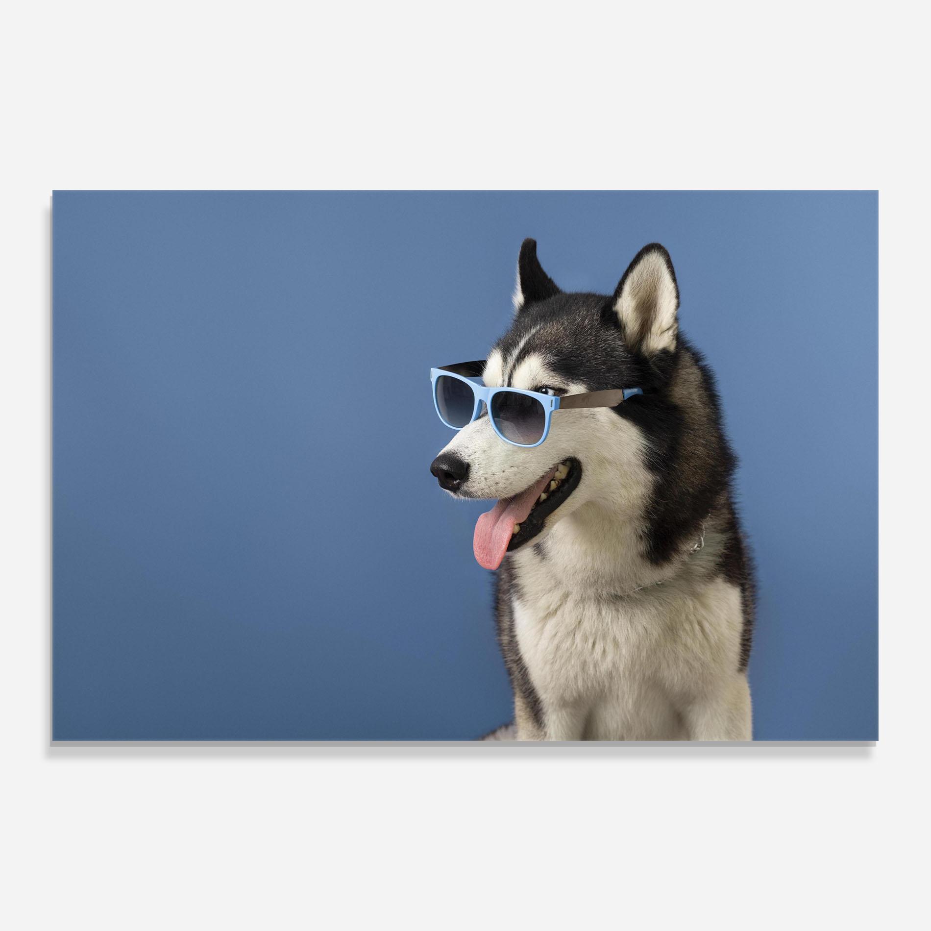 Obraz na Szkle Blue Glasses Dog mockup 0