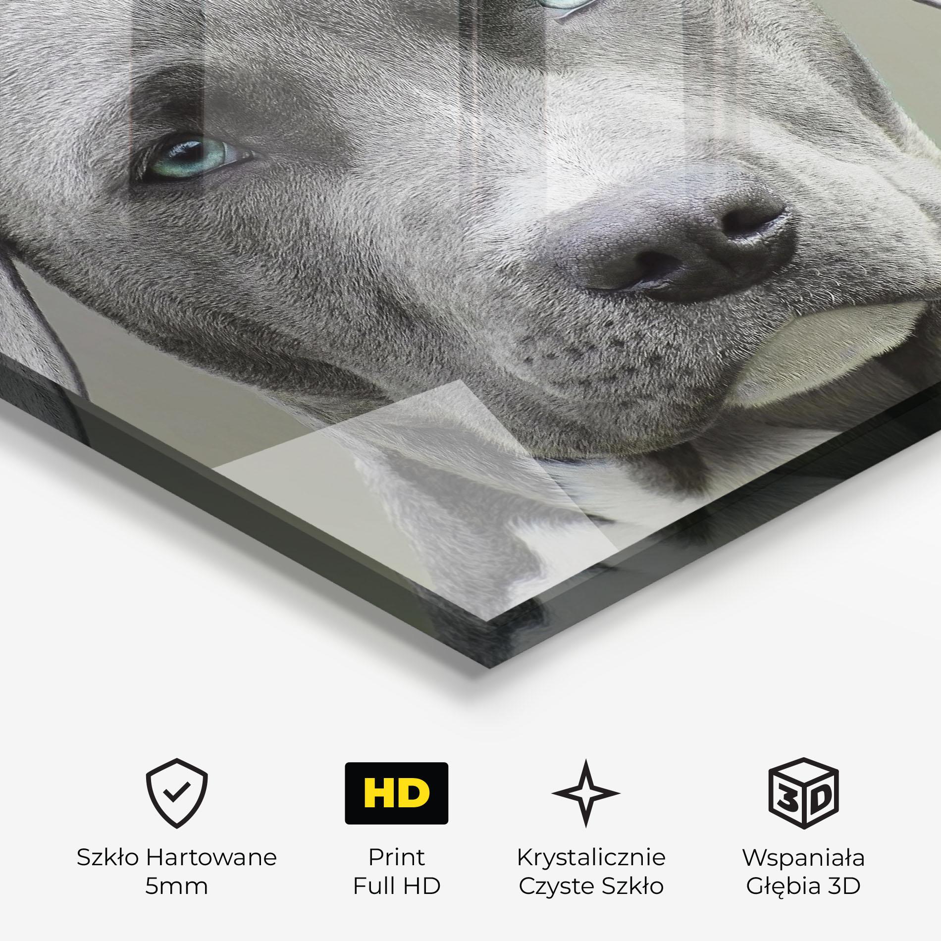 Obraz na Szkle Blue Eyes Dog mockup 3
