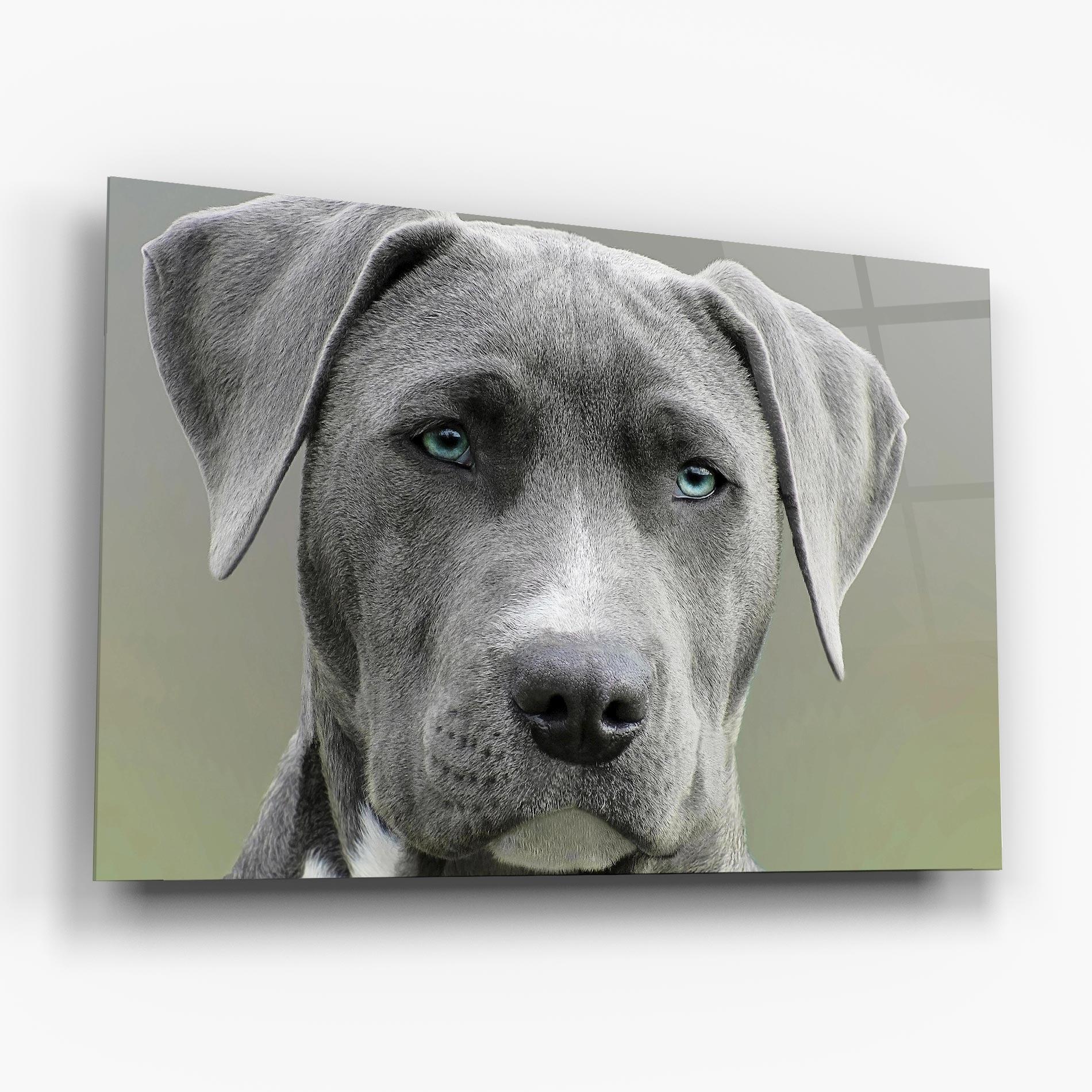 Obraz na Szkle Blue Eyes Dog mockup 6