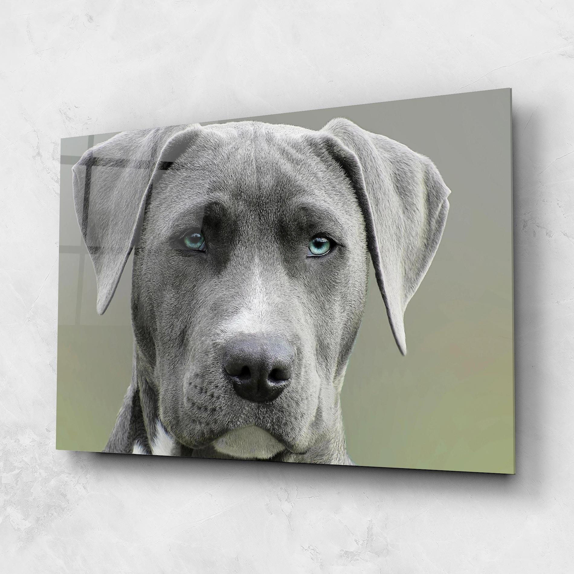 Obraz na Szkle Blue Eyes Dog mockup 1