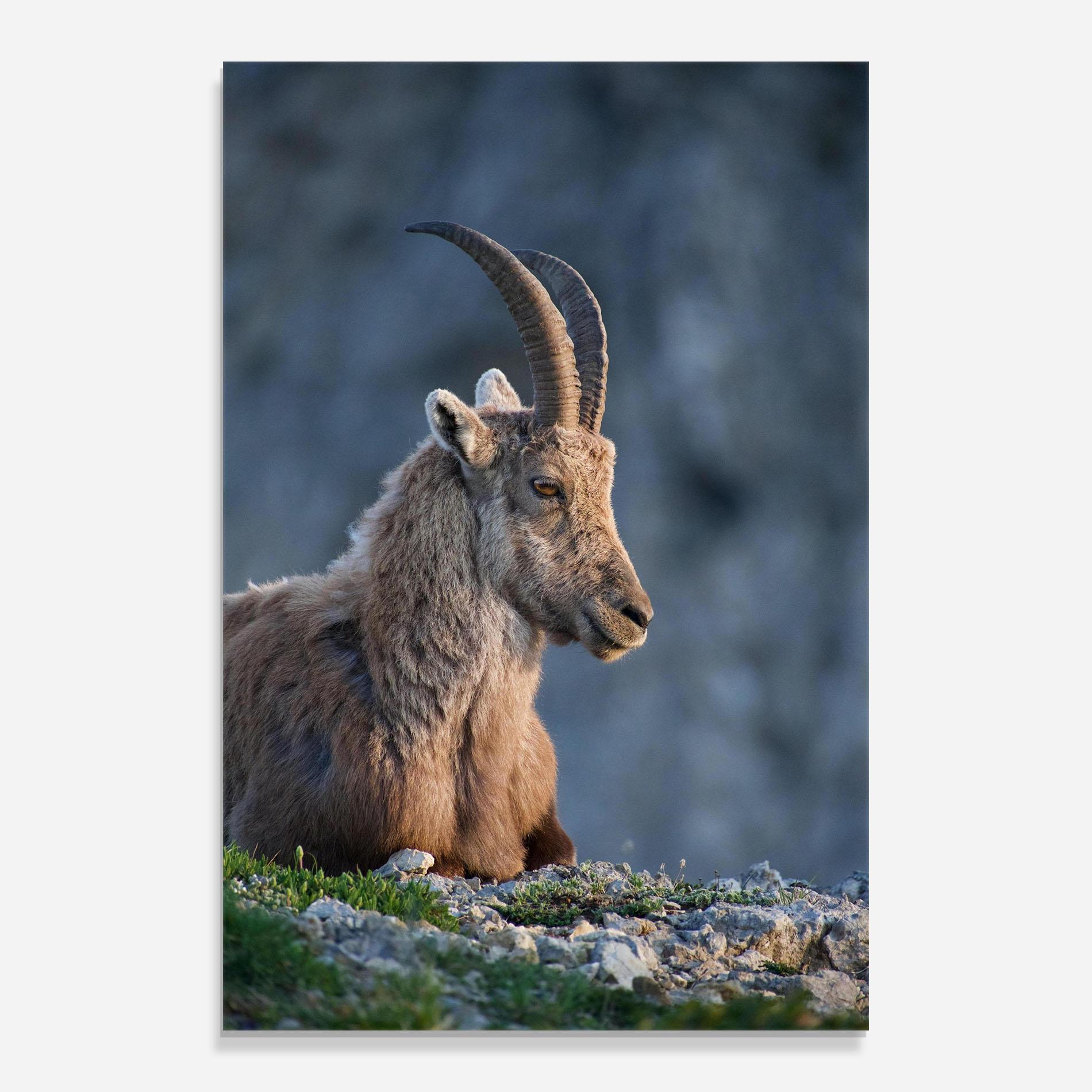Obraz na Szkle Mountain Goat mockup 0