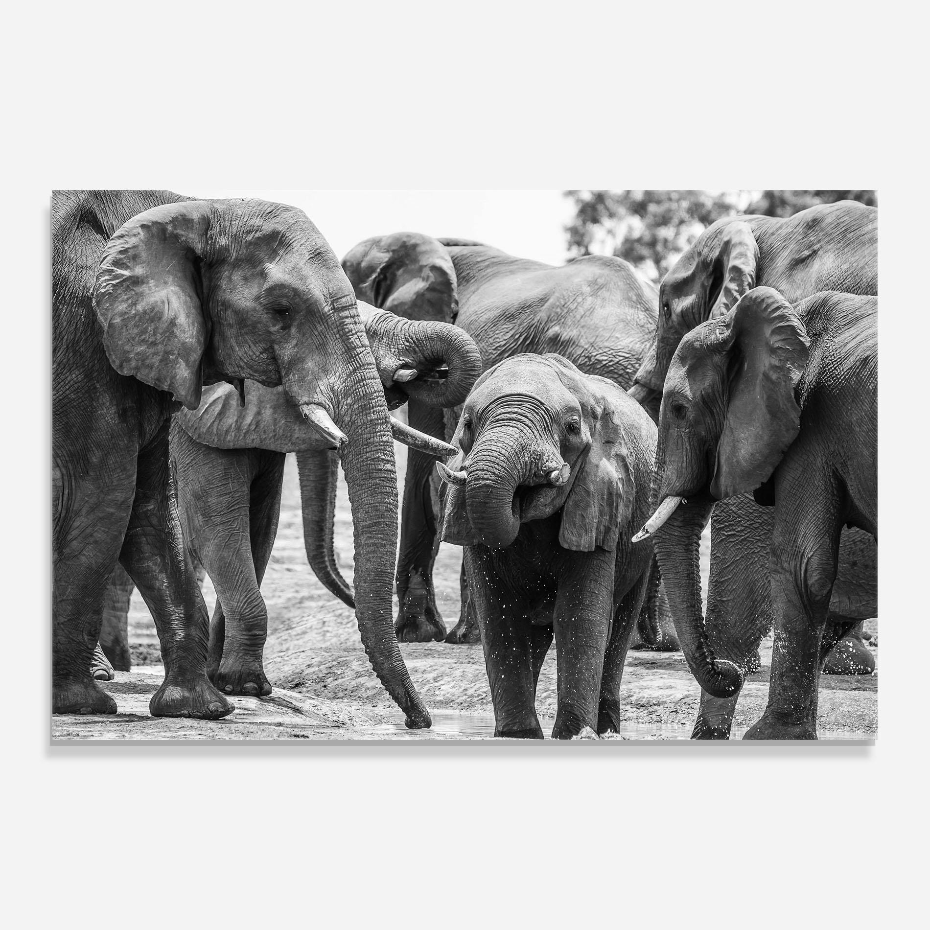 Obraz na Szkle Elephant Playing mockup 0