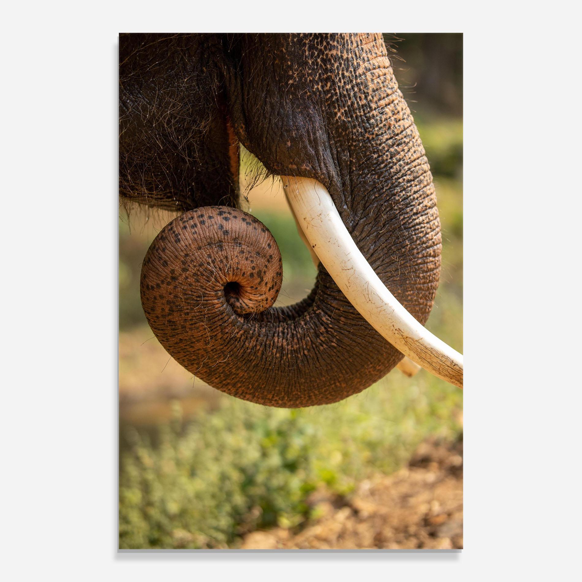 Obraz na Szkle Elephant Mouth Close Up mockup 0
