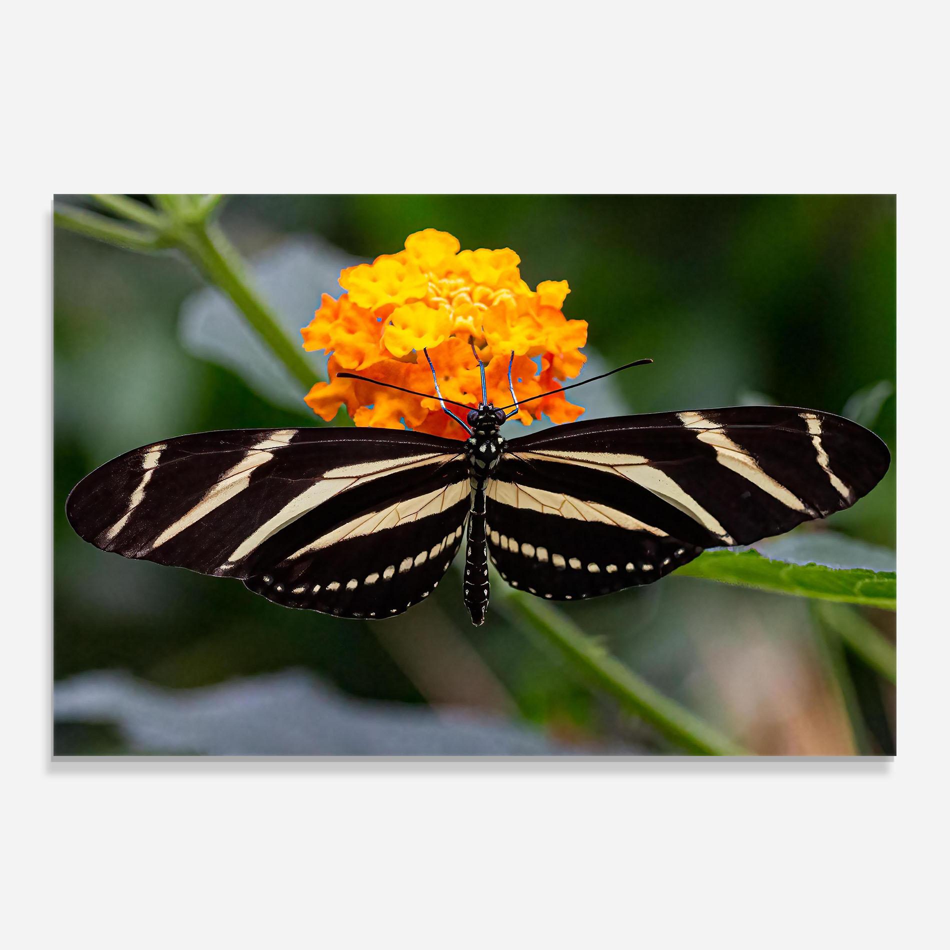 Obraz na Szkle Big Wings Butterfly mockup 0