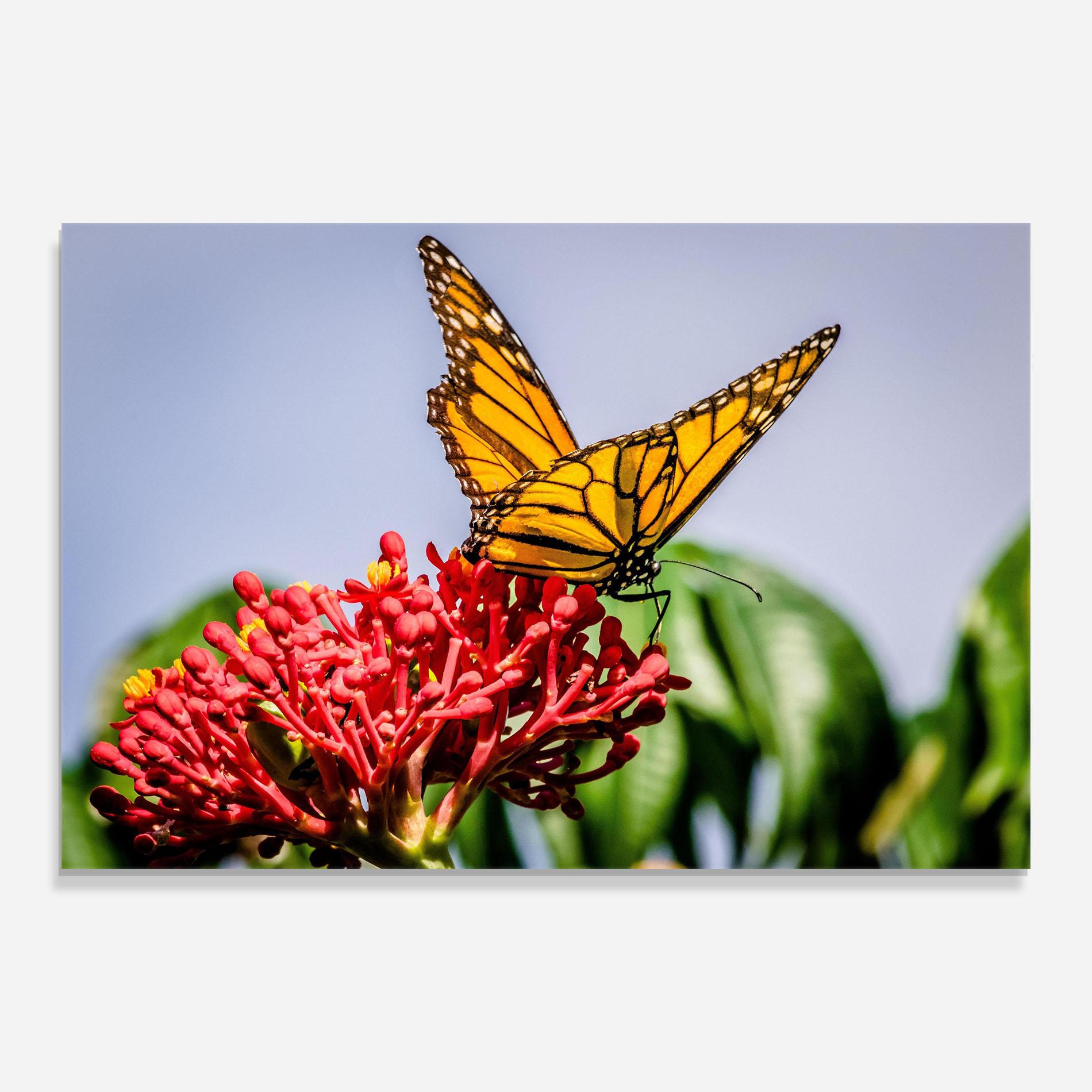 Obraz na Szkle Butterfly On Red Flower mockup 0
