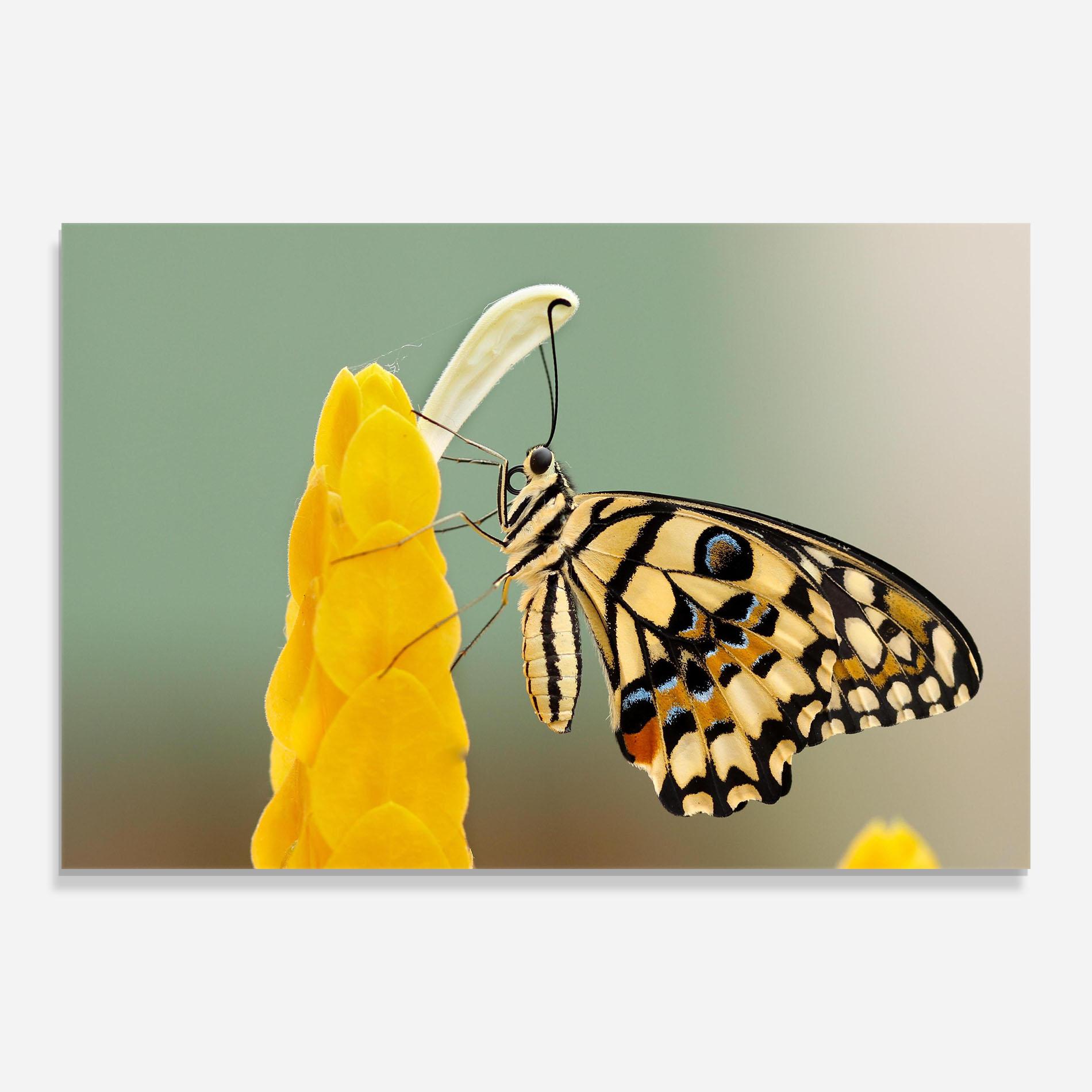 Obraz na Szkle Cream Yellow Butterfly mockup 0