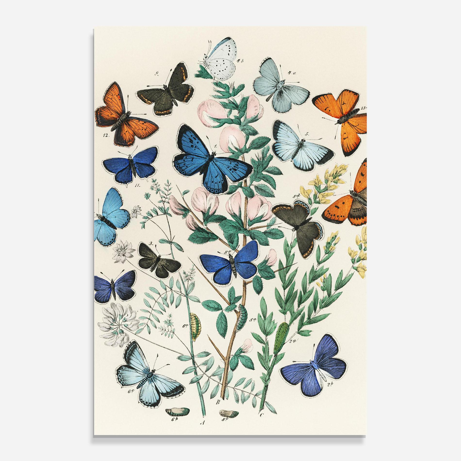 Obraz na Szkle Blue Orange Butterflies mockup 0