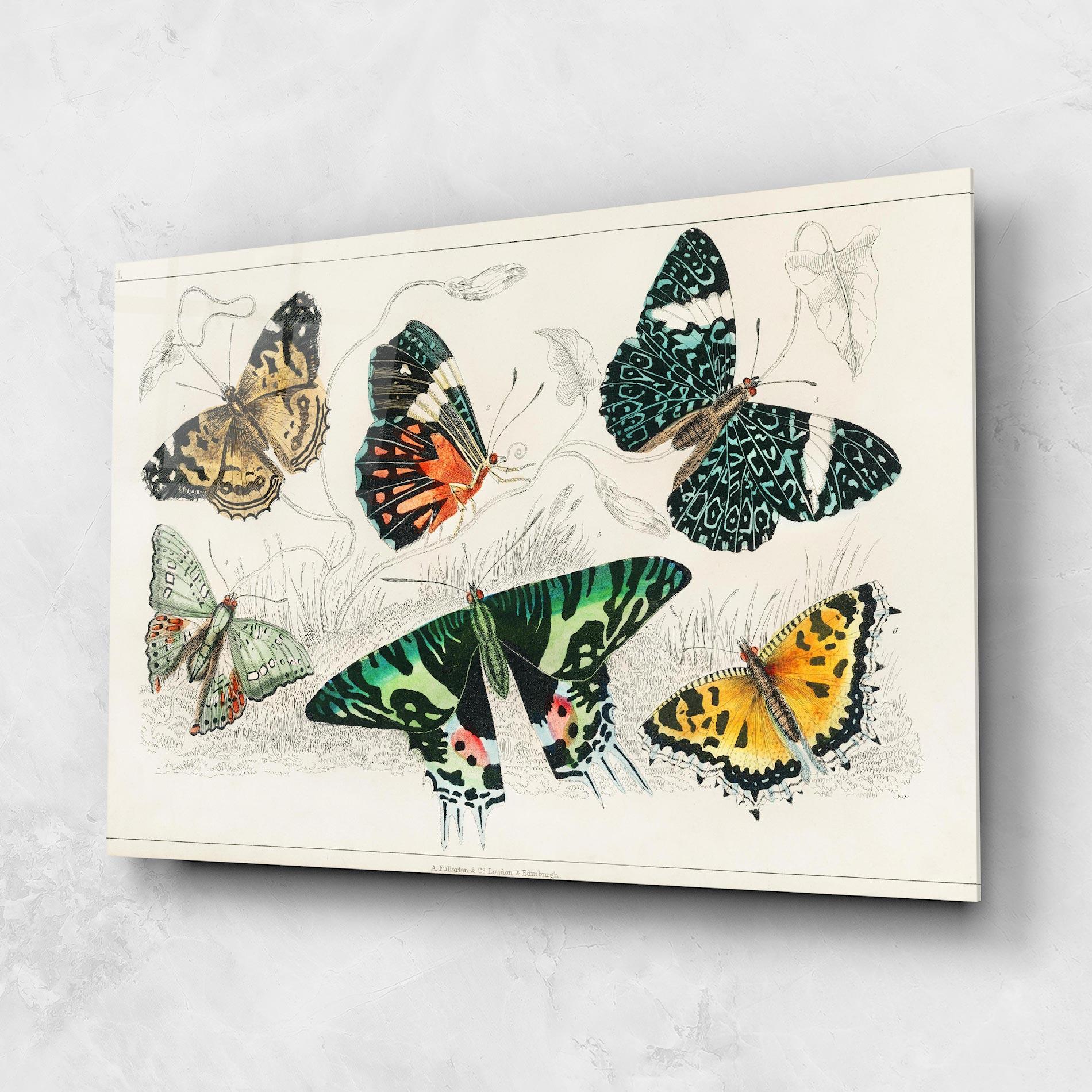 Obraz na Szkle Butterfly Art mockup 1