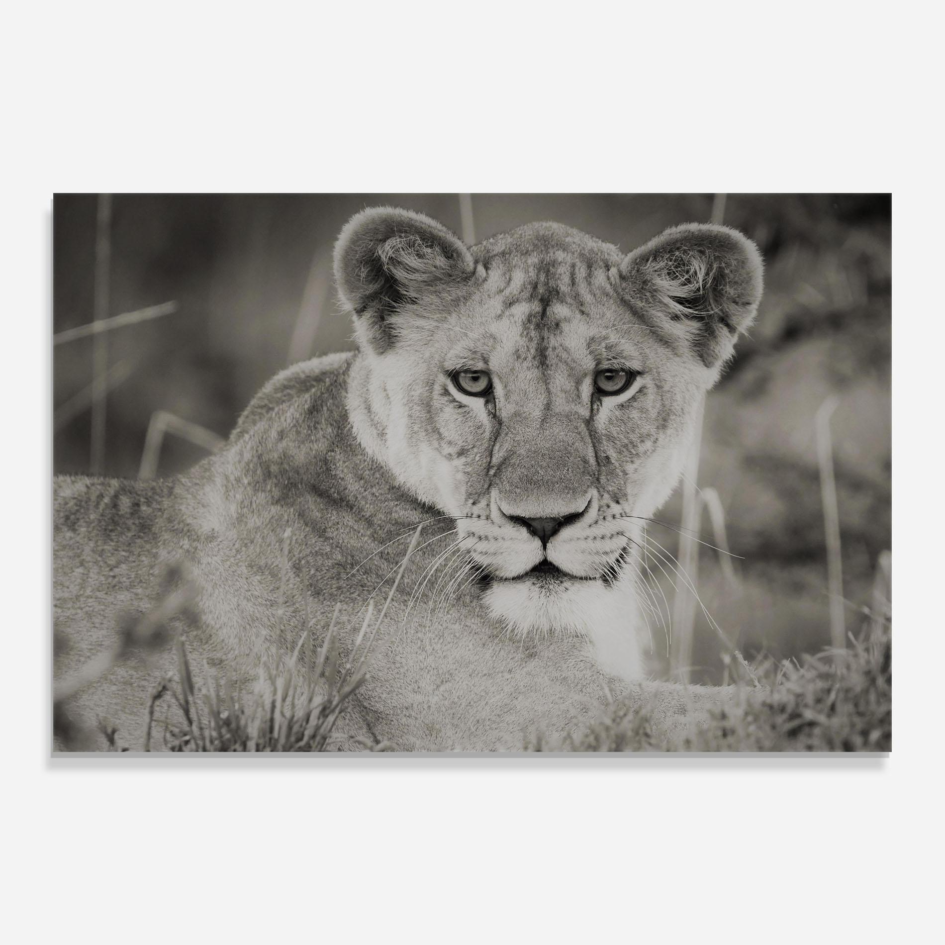 Obraz na Szkle Grey Female Lion Looking mockup 0