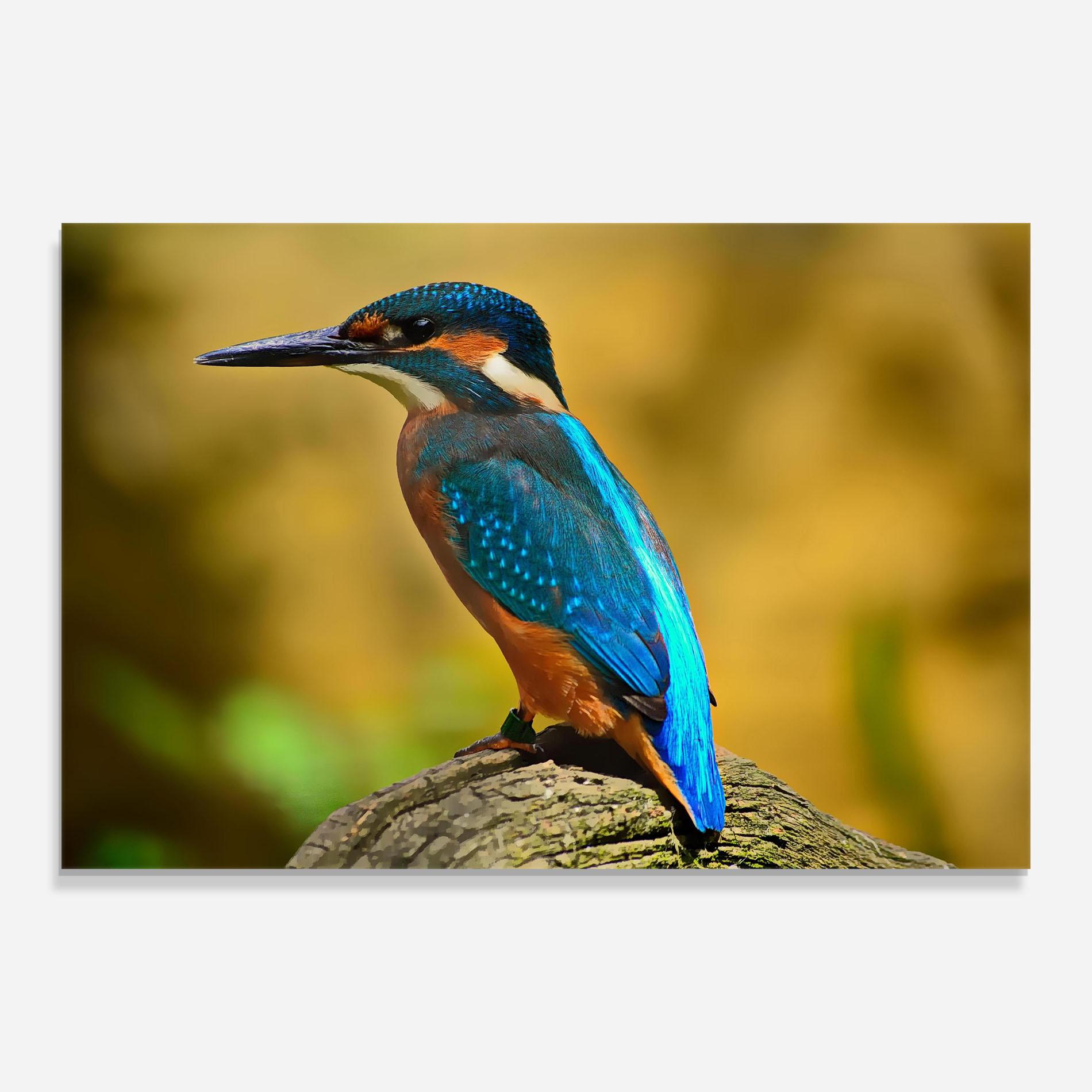 Obraz na Szkle Cute Blue Bird mockup 0