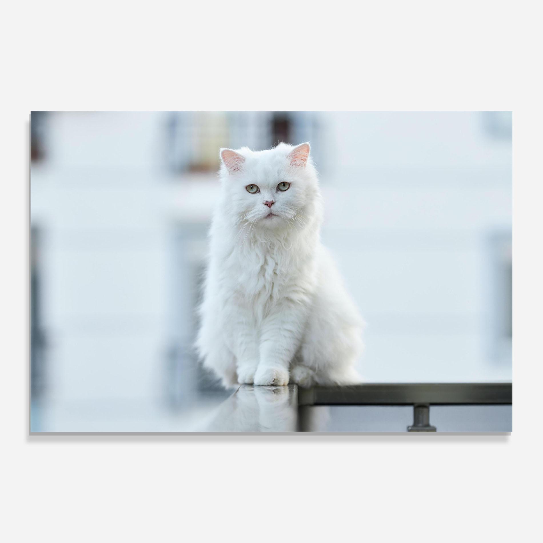Obraz na Szkle Big White Cat mockup 0