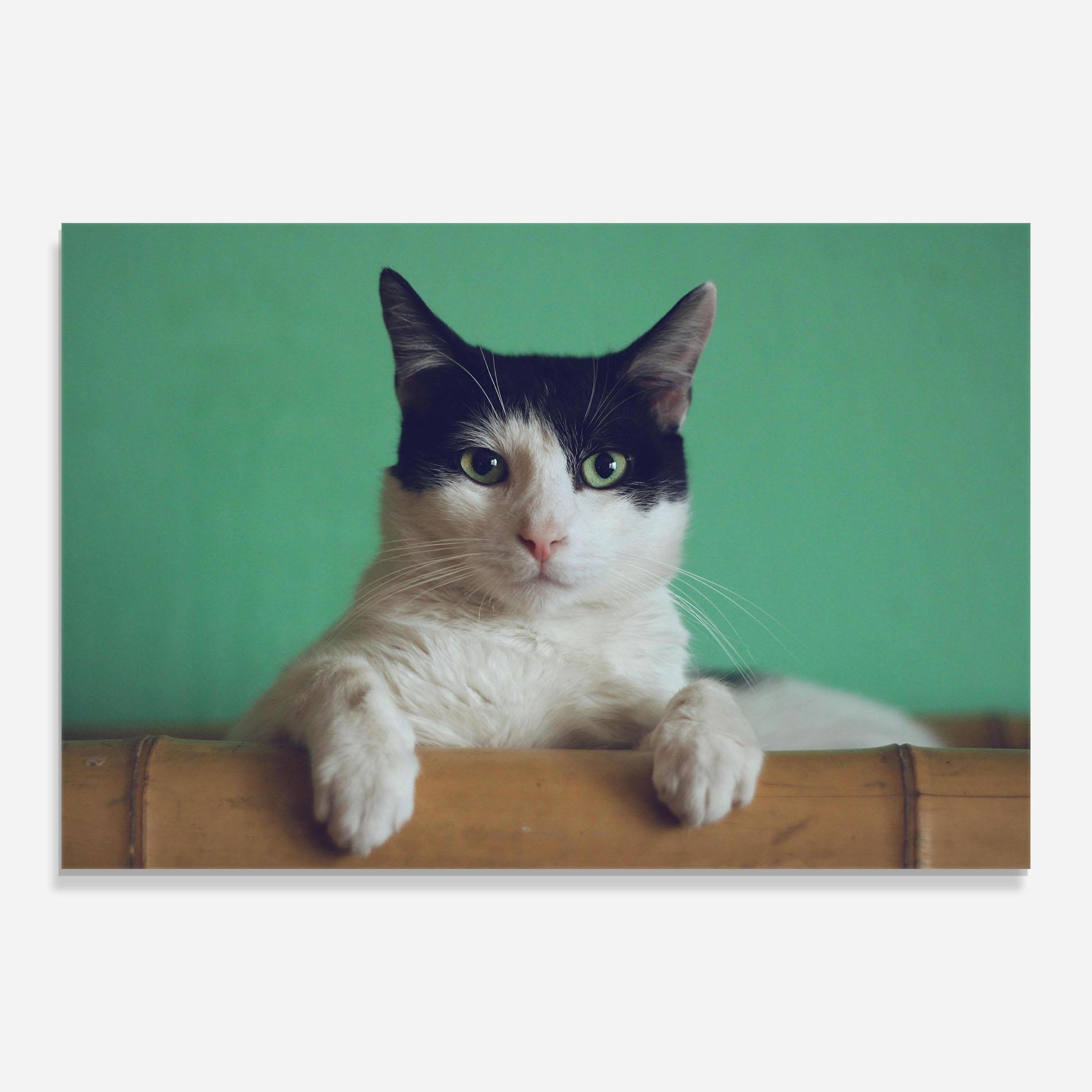 Obraz na Szkle Black White Cat mockup 0