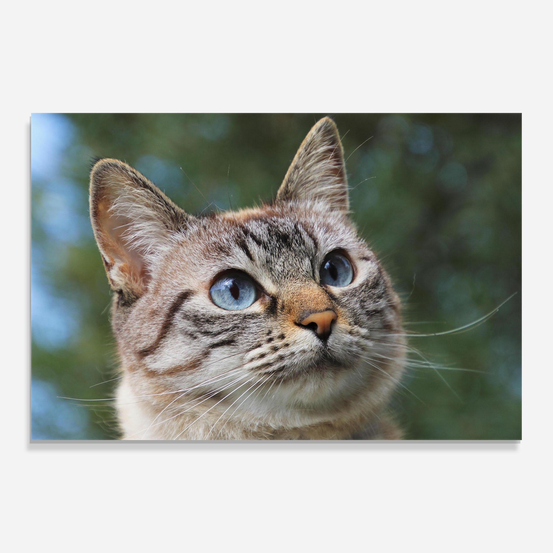 Obraz na Szkle Blue Eyes Cutie mockup 0