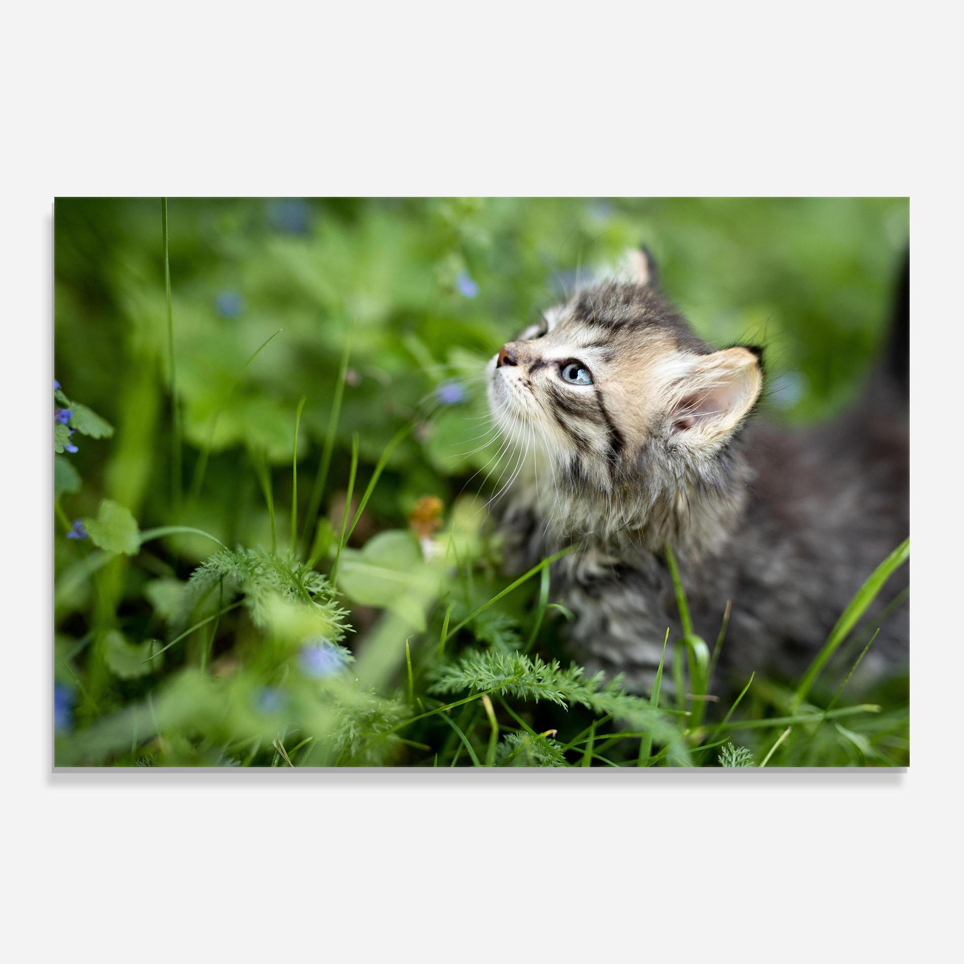 Obraz na Szkle Brown Baby Cat mockup 0