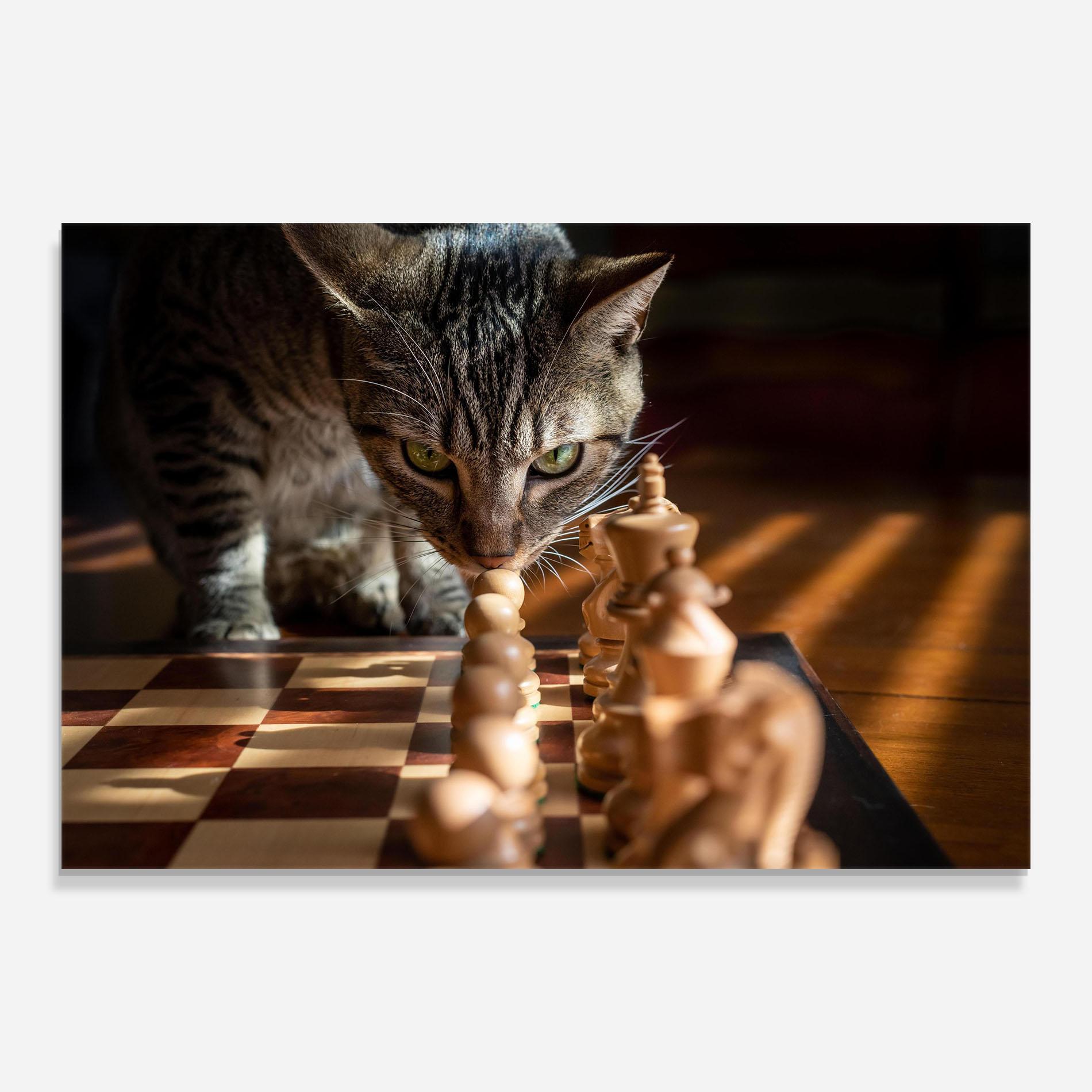 Obraz na Szkle Chess Cat mockup 0