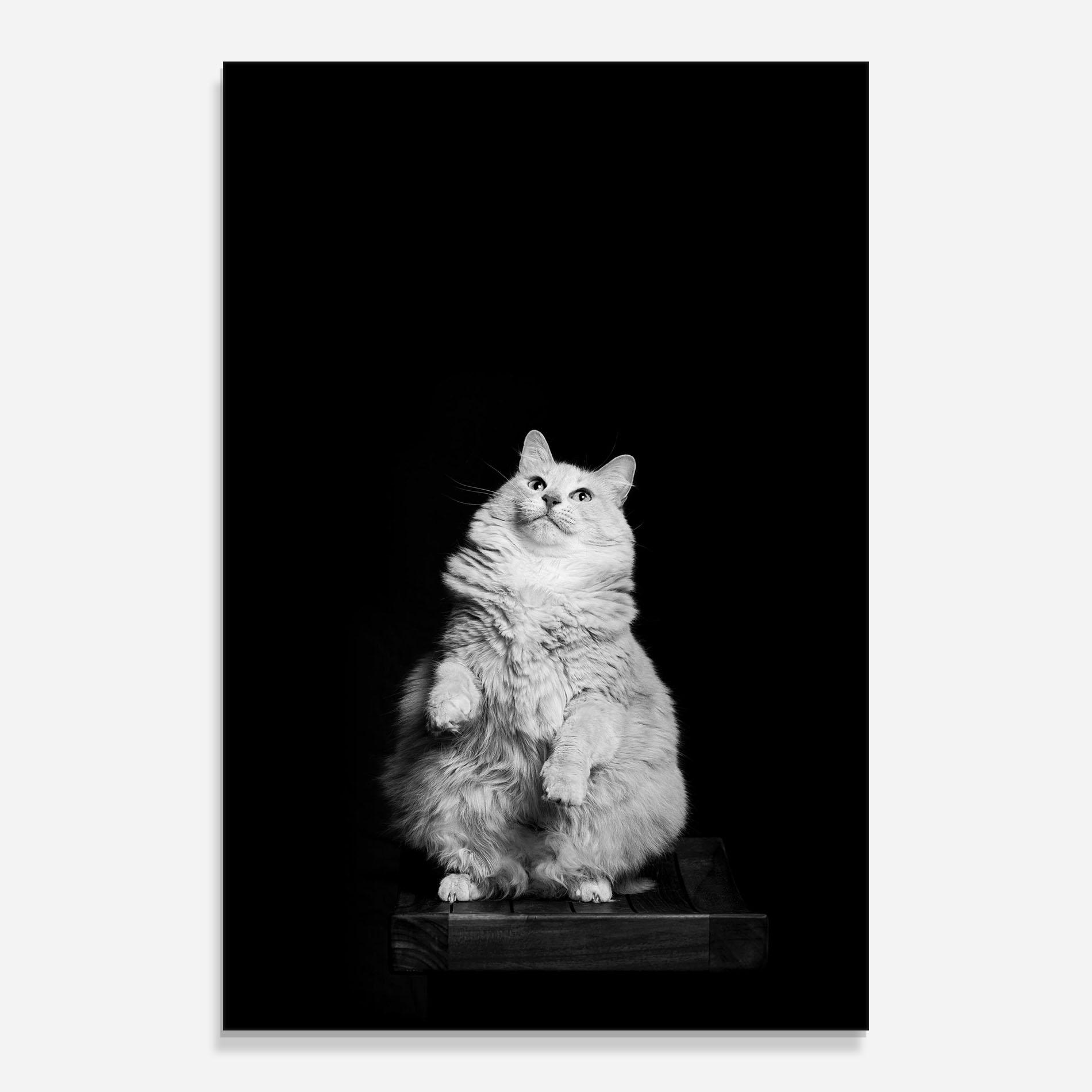 Obraz na Szkle Big Fluffy Cat mockup 0
