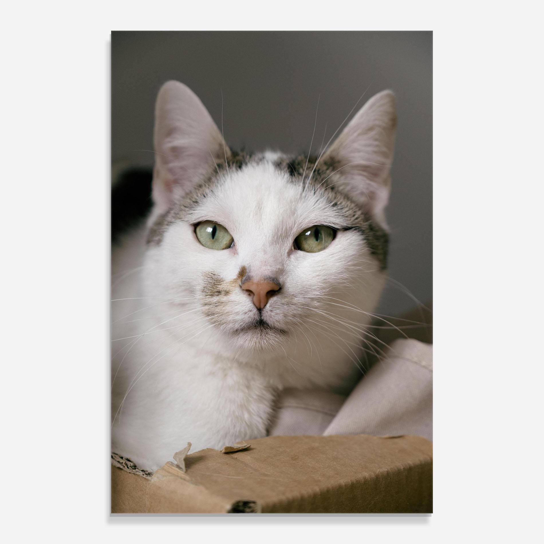 Obraz na Szkle Big Sleepy Cat mockup 0