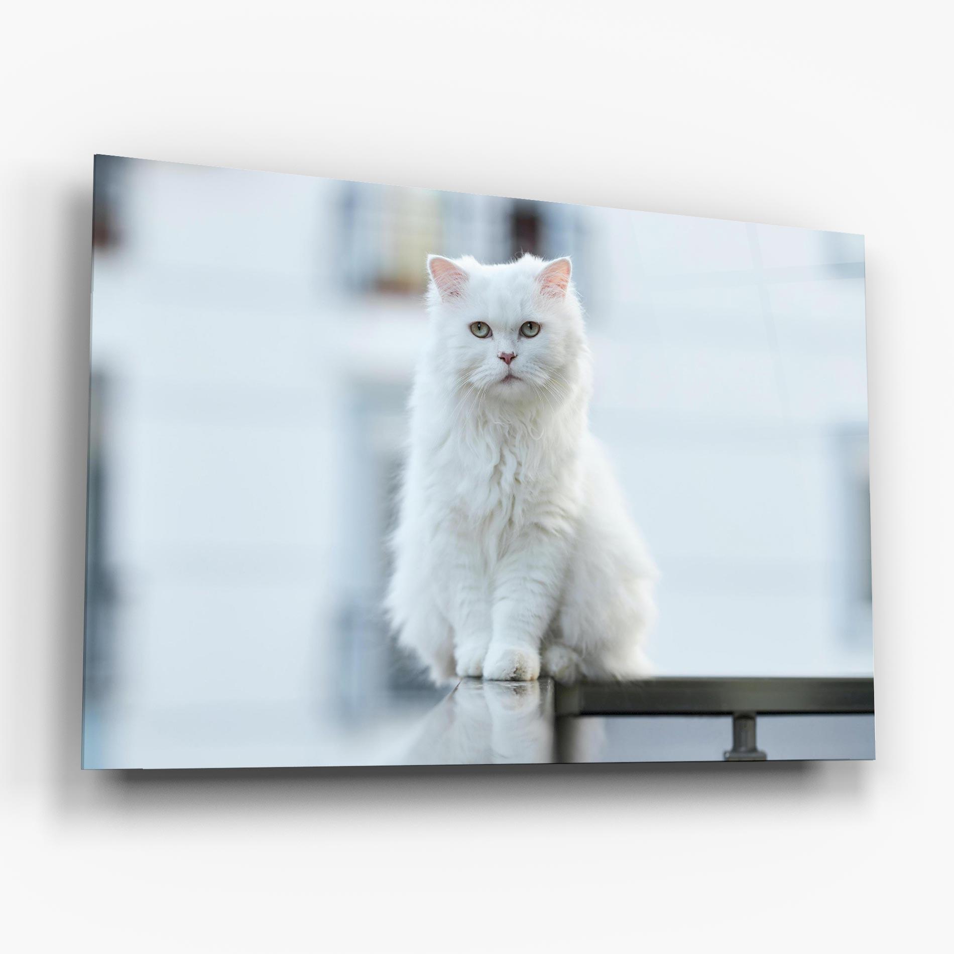 Obraz na Szkle Big White Cat mockup 6