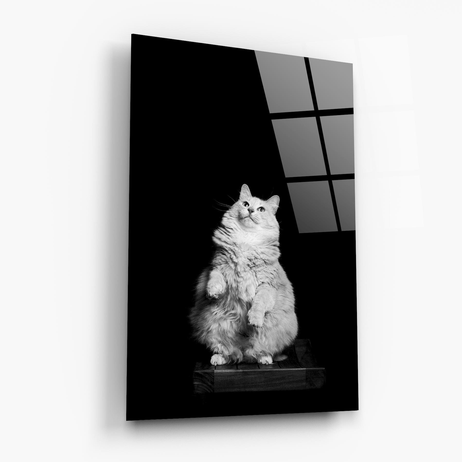 Obraz na Szkle Big Fluffy Cat mockup 6
